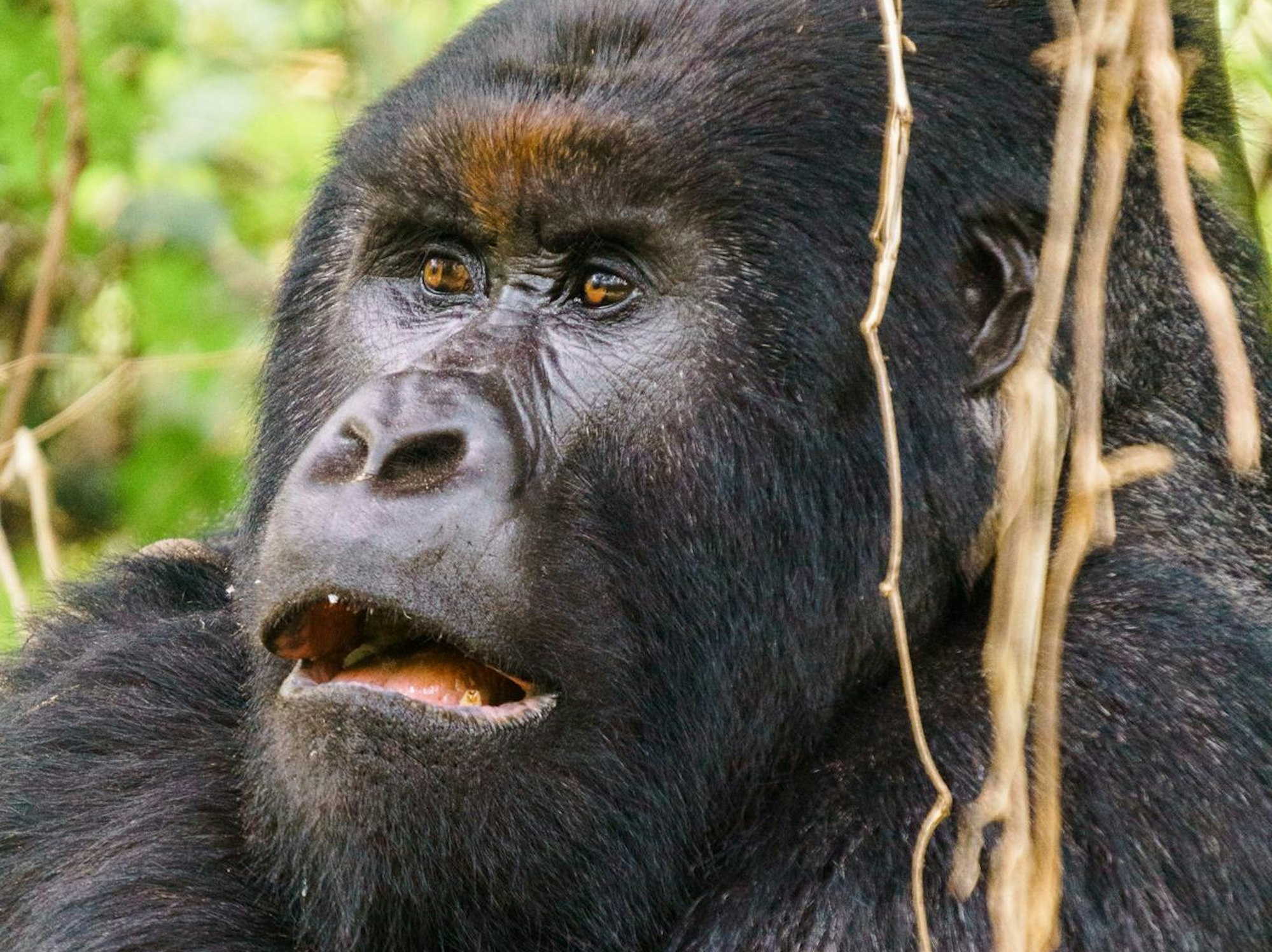 Gorilla