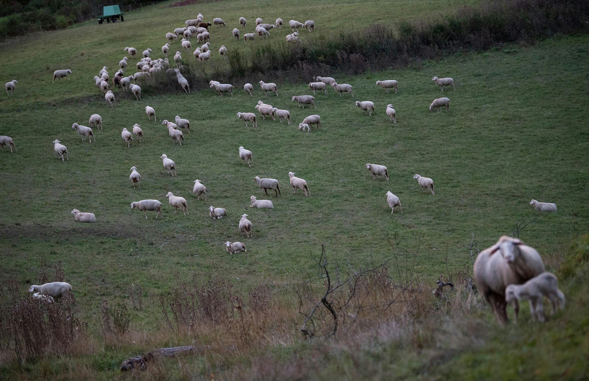 Schafe laufen über eine Weide.