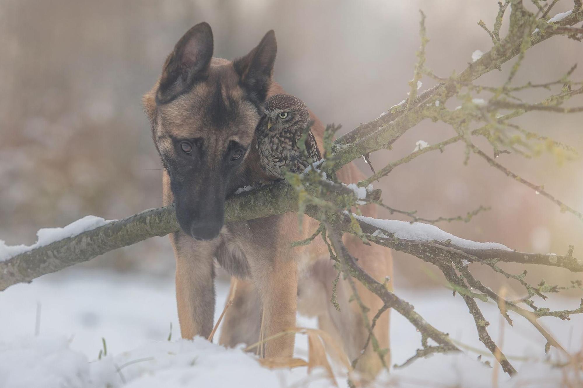 schnee ingo poldi