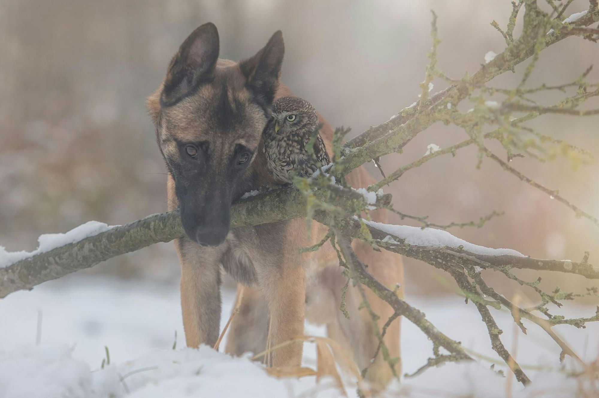 schnee ingo poldi