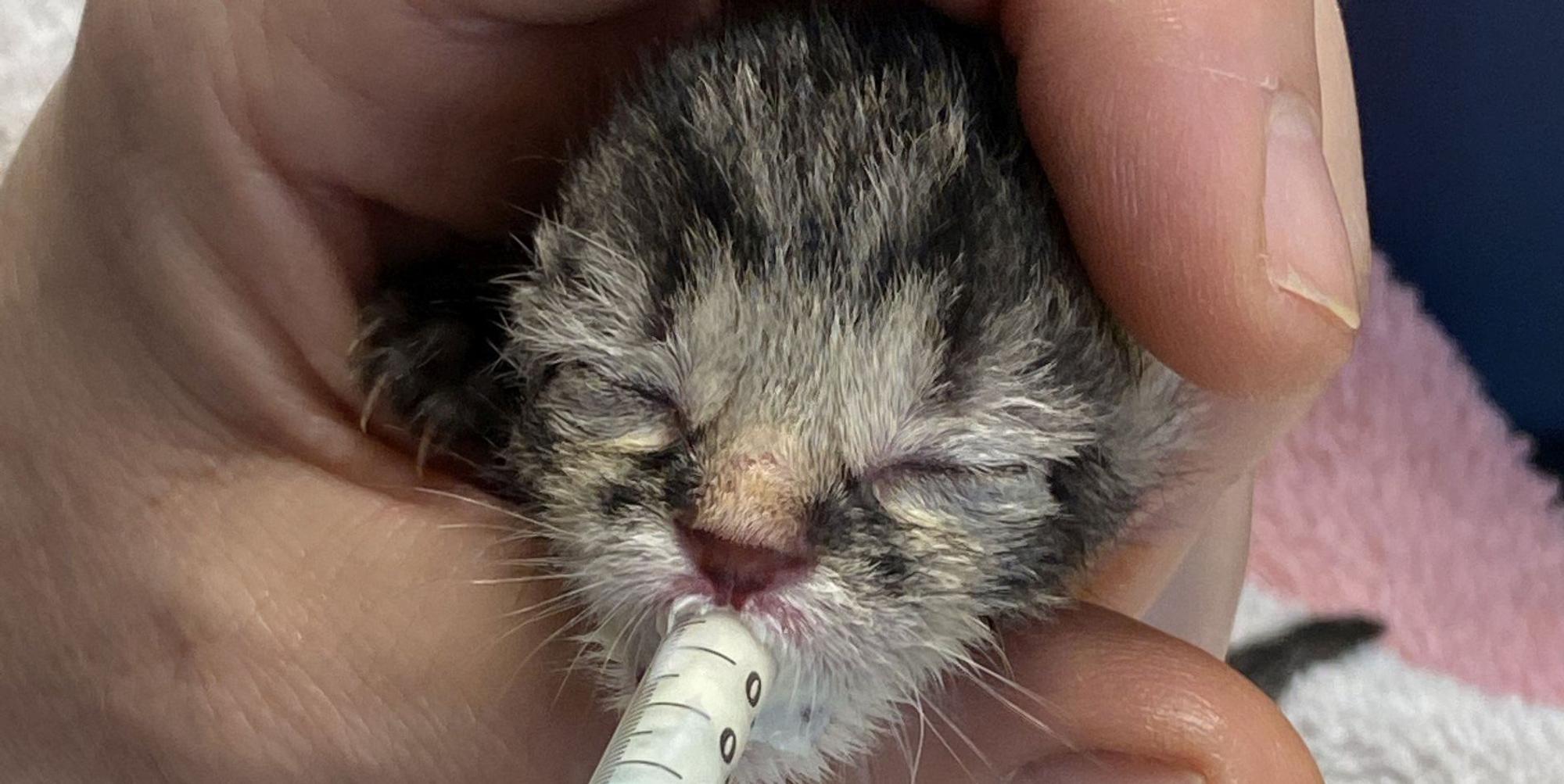 Katzenbaby wird aufgepäppelt