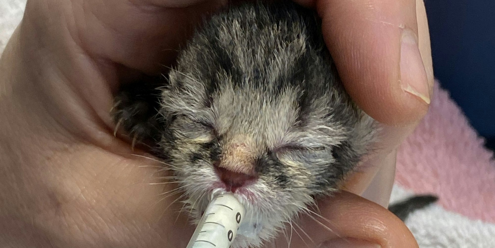 Katzenbaby wird aufgepäppelt