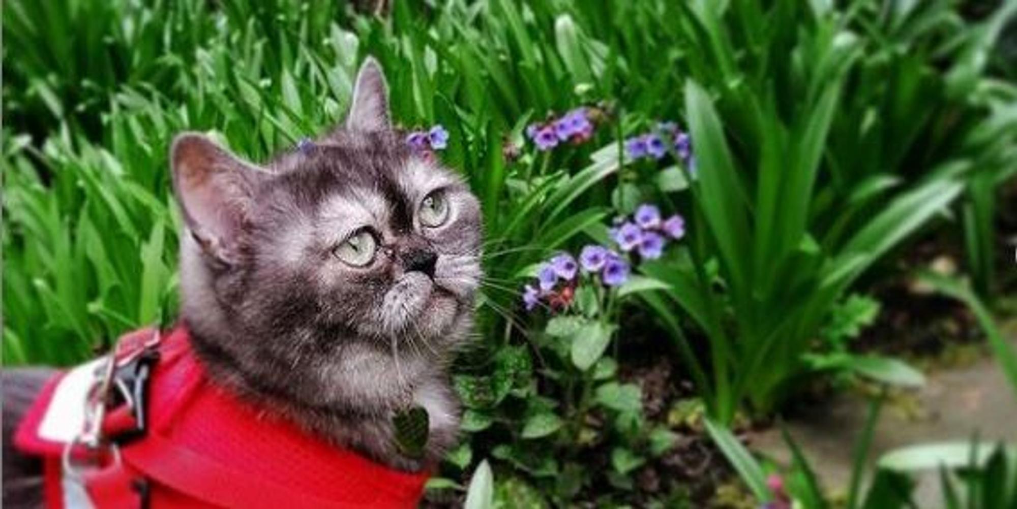 Bean_Katze
