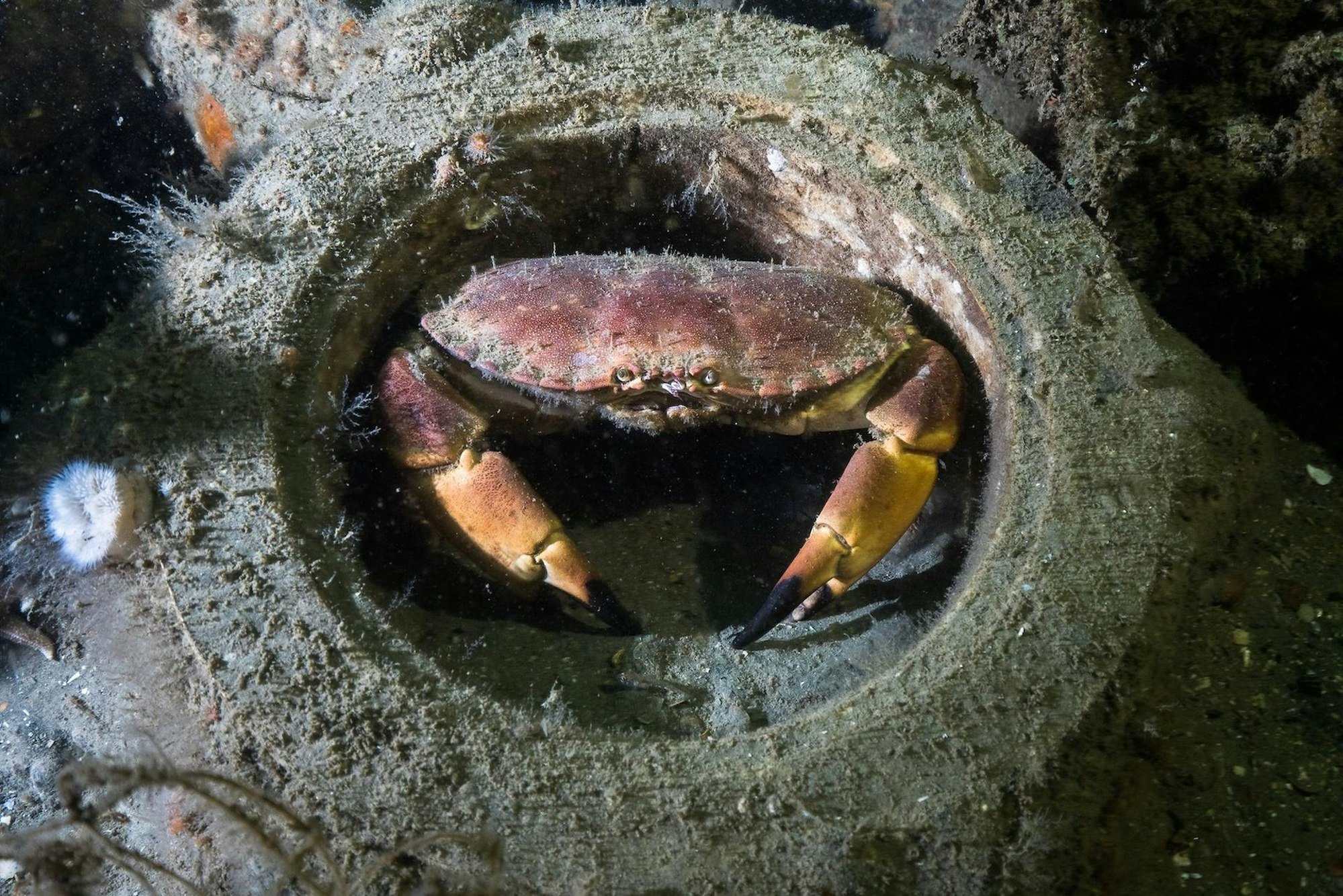 Ein Taschenkrebs an einem Wrackteil des Kreuzers „Cöln"