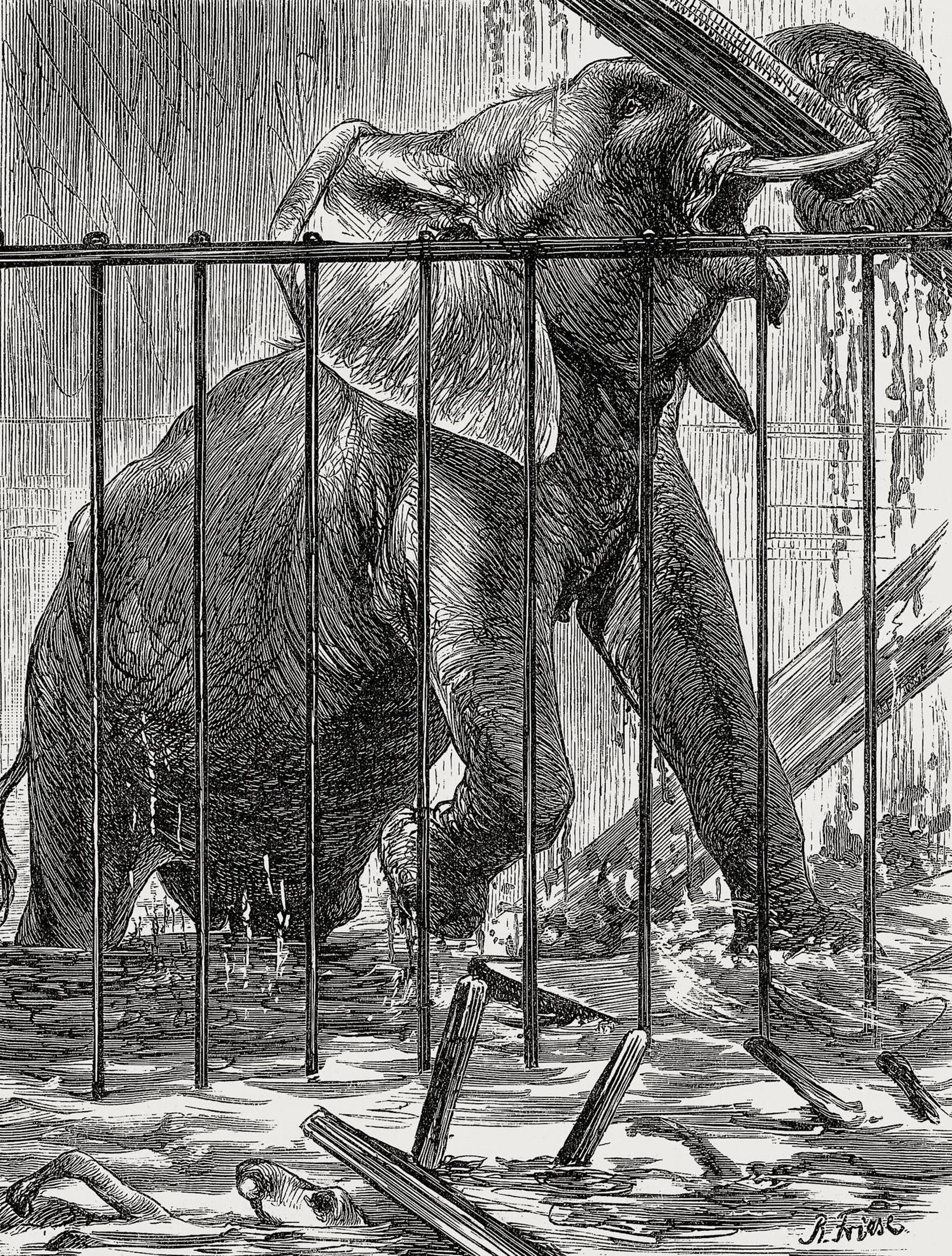 Zoo (1)