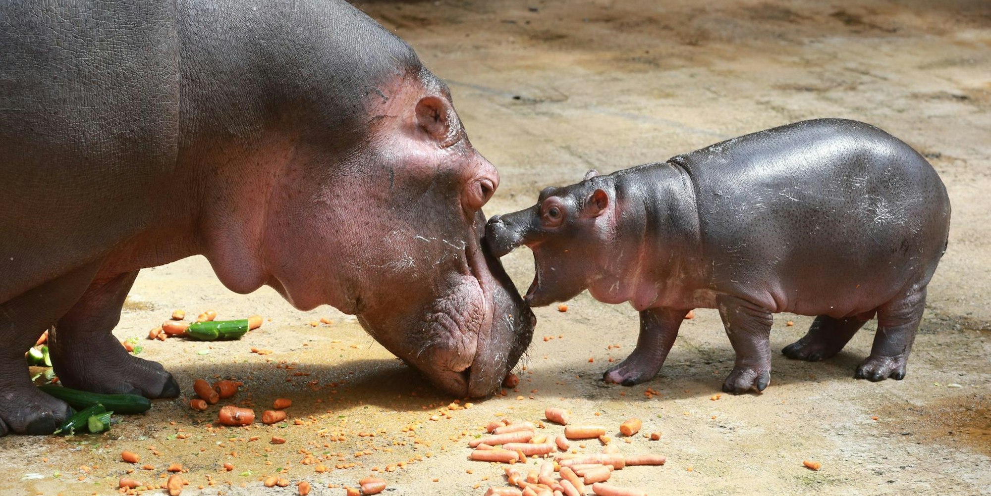 Nilpferd-Baby Nils 1