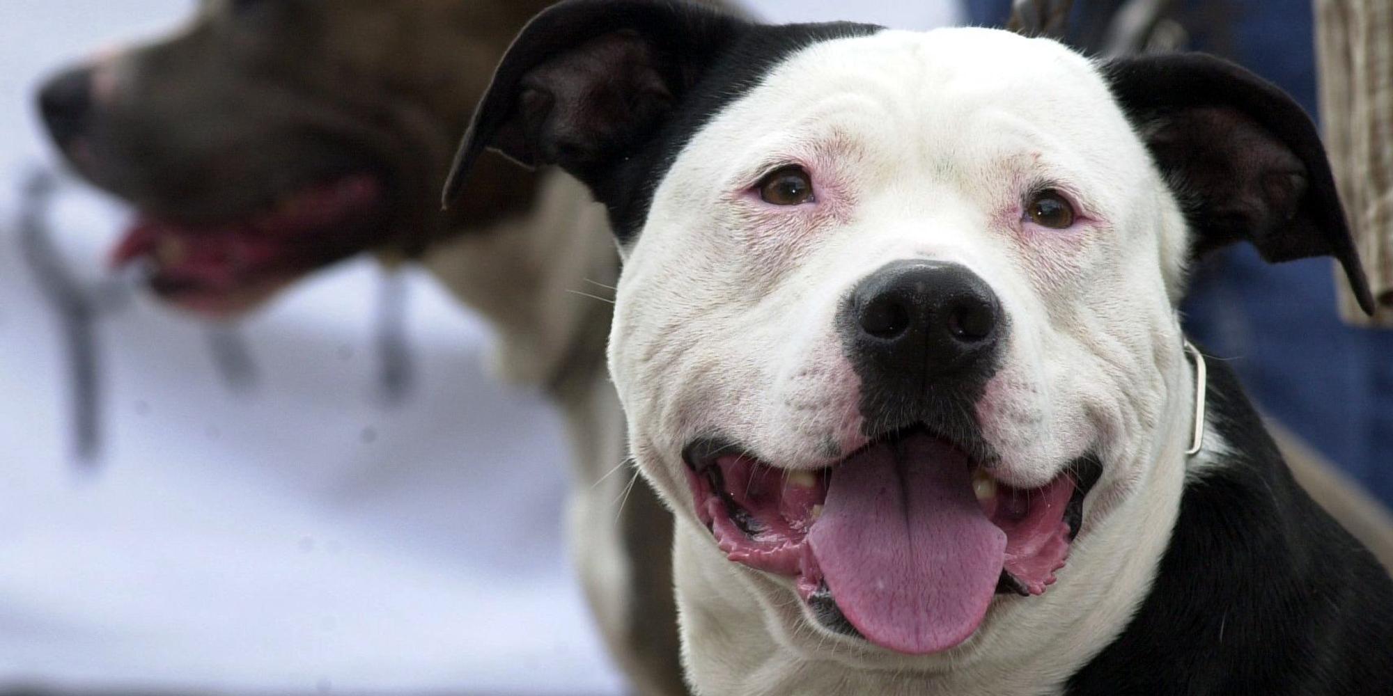 Pitbull Terrier