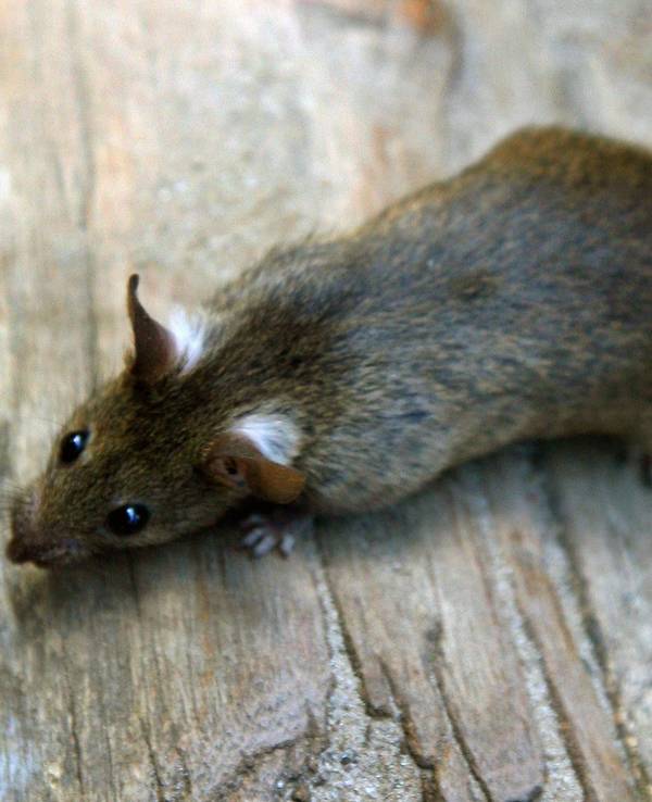 Eine Ratte auf Holzfußboden.