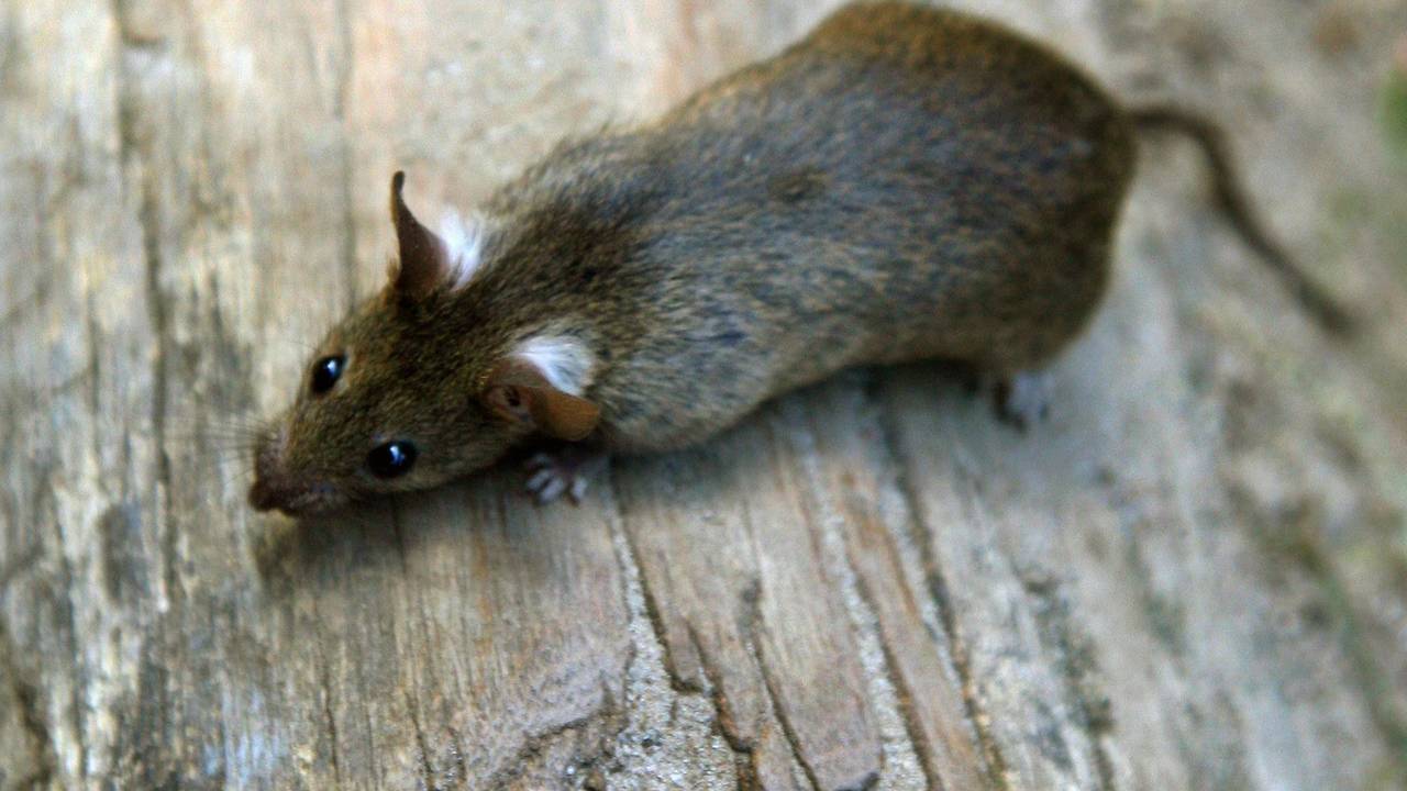 Eine Ratte auf Holzfußboden.