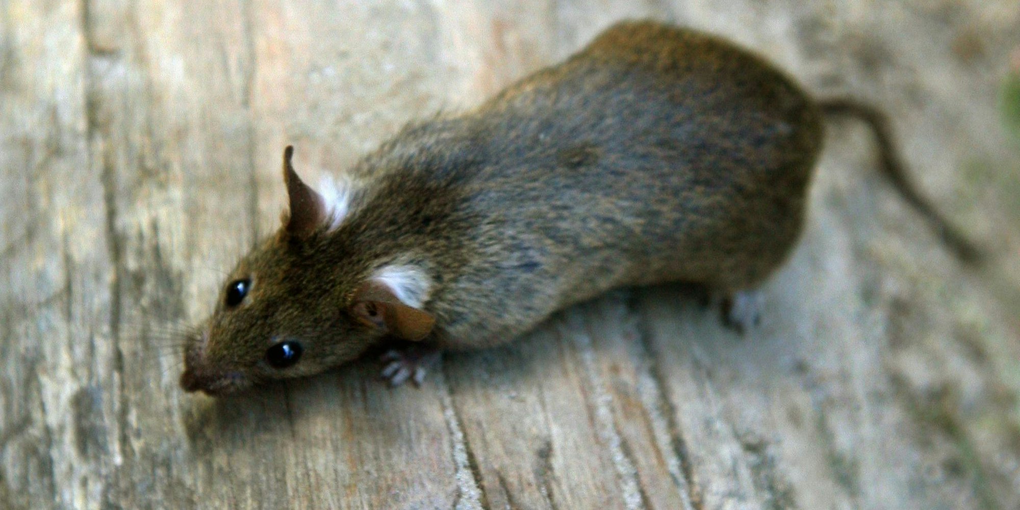 ratte hell