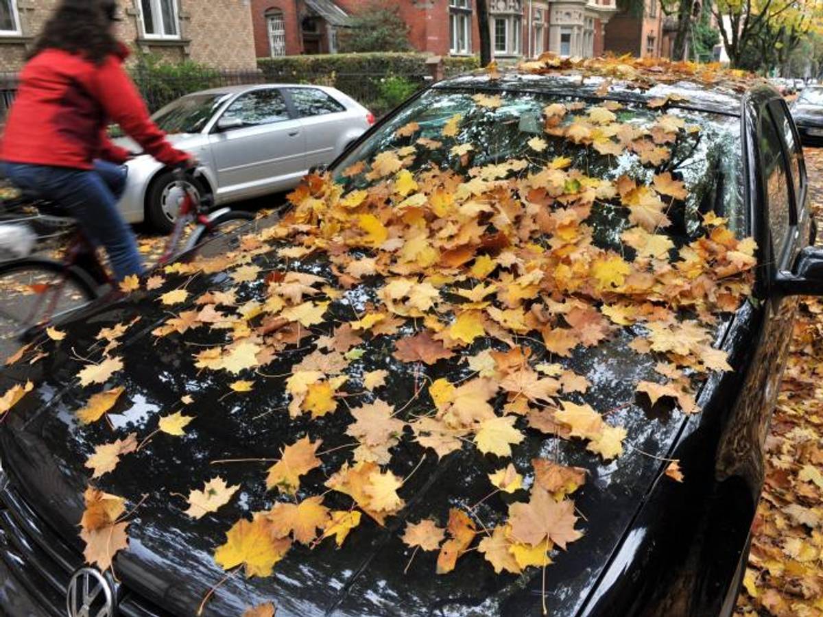 Feuchtigkeit im Auto Laub dpa