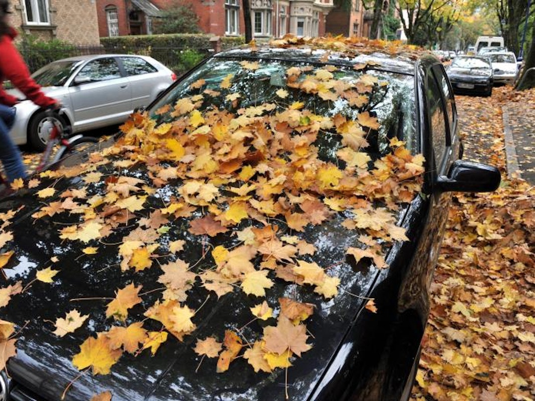 Feuchtigkeit im Auto Laub dpa