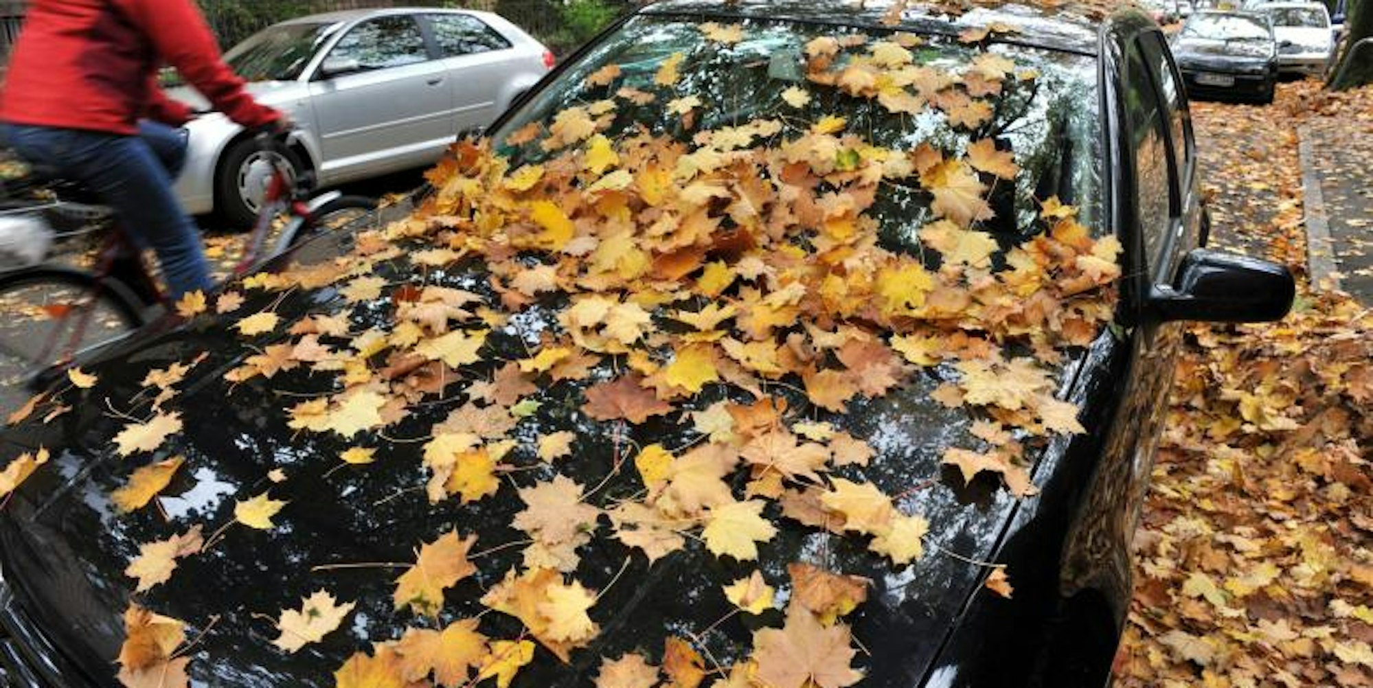 Feuchtigkeit im Auto Laub dpa