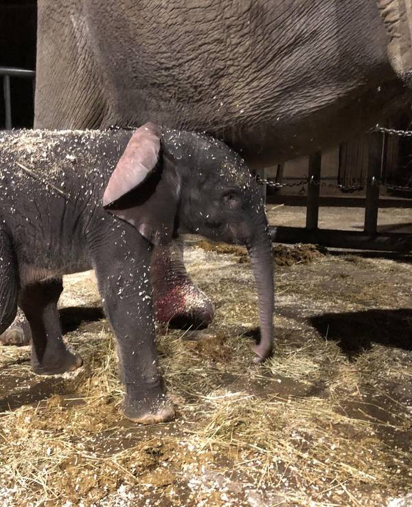 Elefantenkalb Tsavo steht neben seiner Mutter.