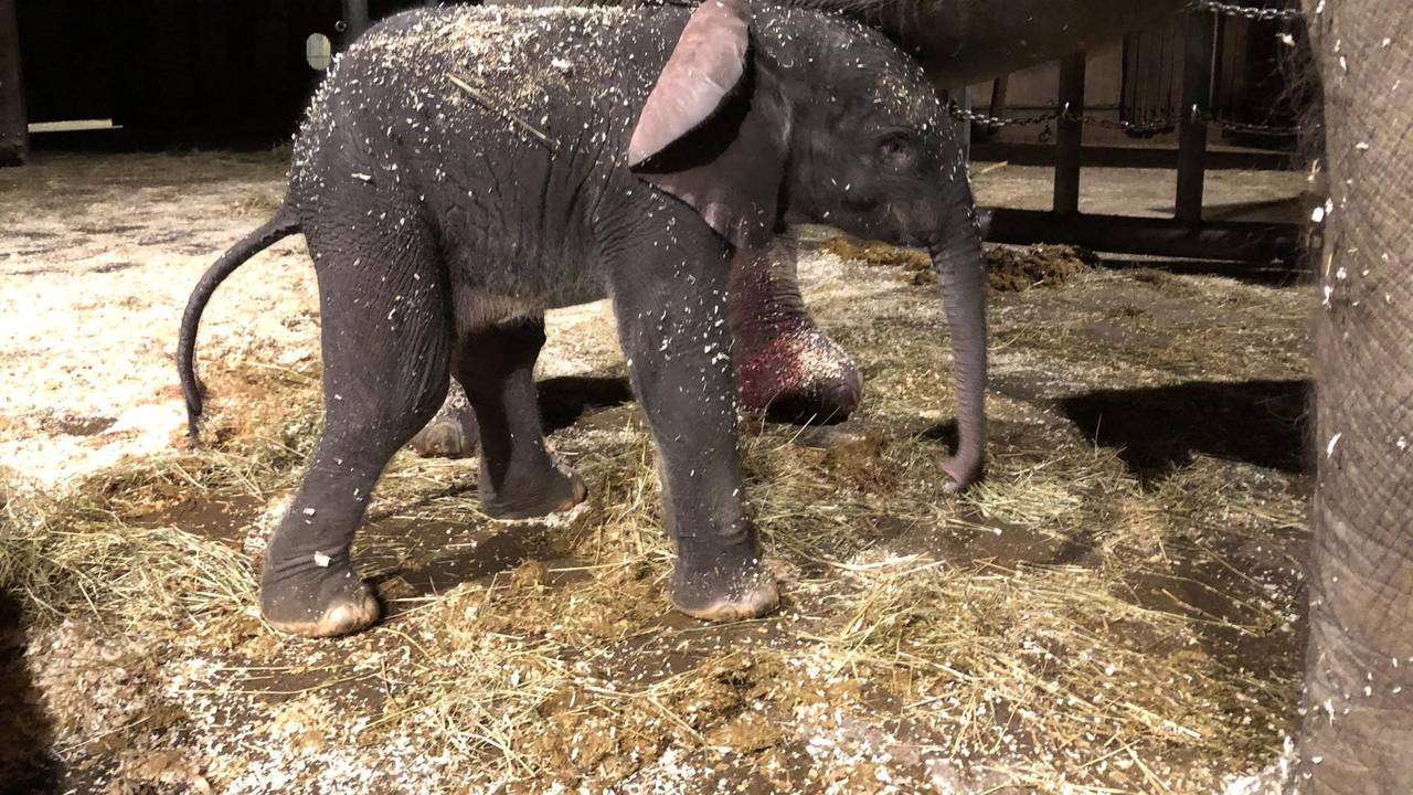 Elefantenkalb Tsavo steht neben seiner Mutter.