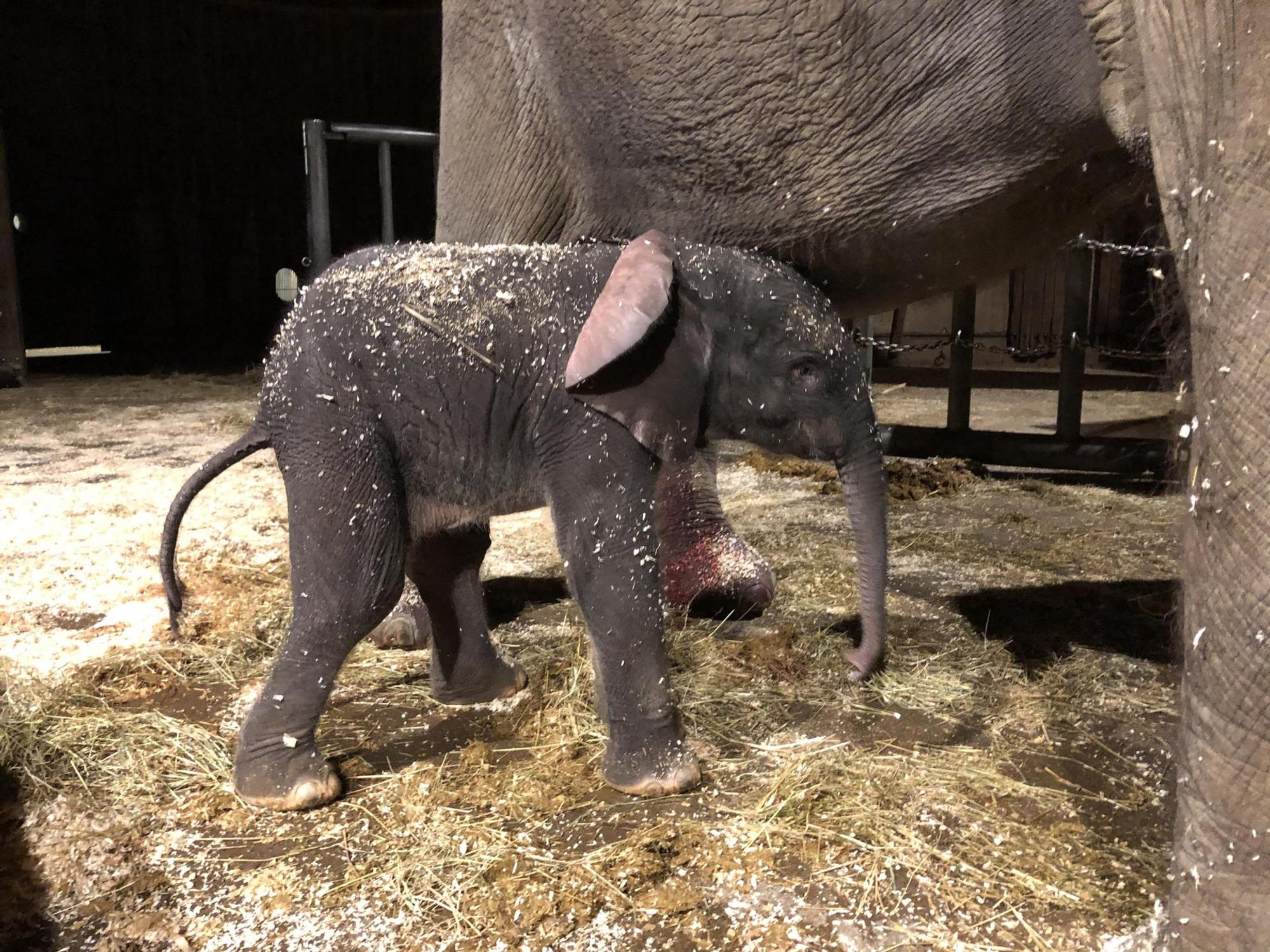 Elefantenkalb Tsavo steht neben seiner Mutter.