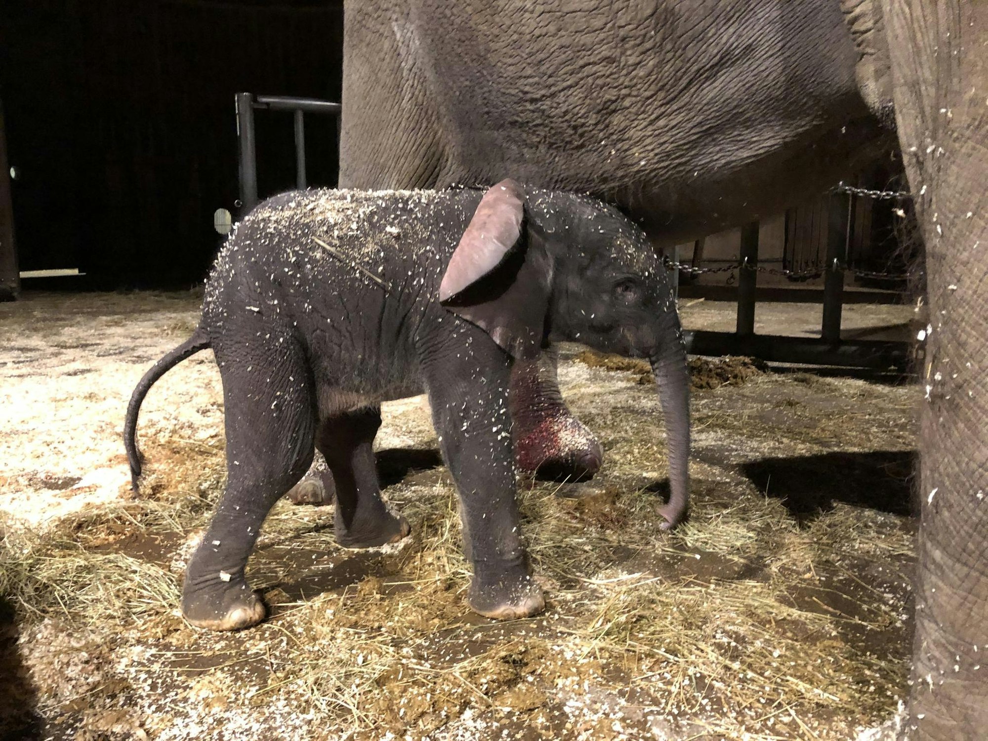 Elefantenkalb Tsavo steht neben seiner Mutter.