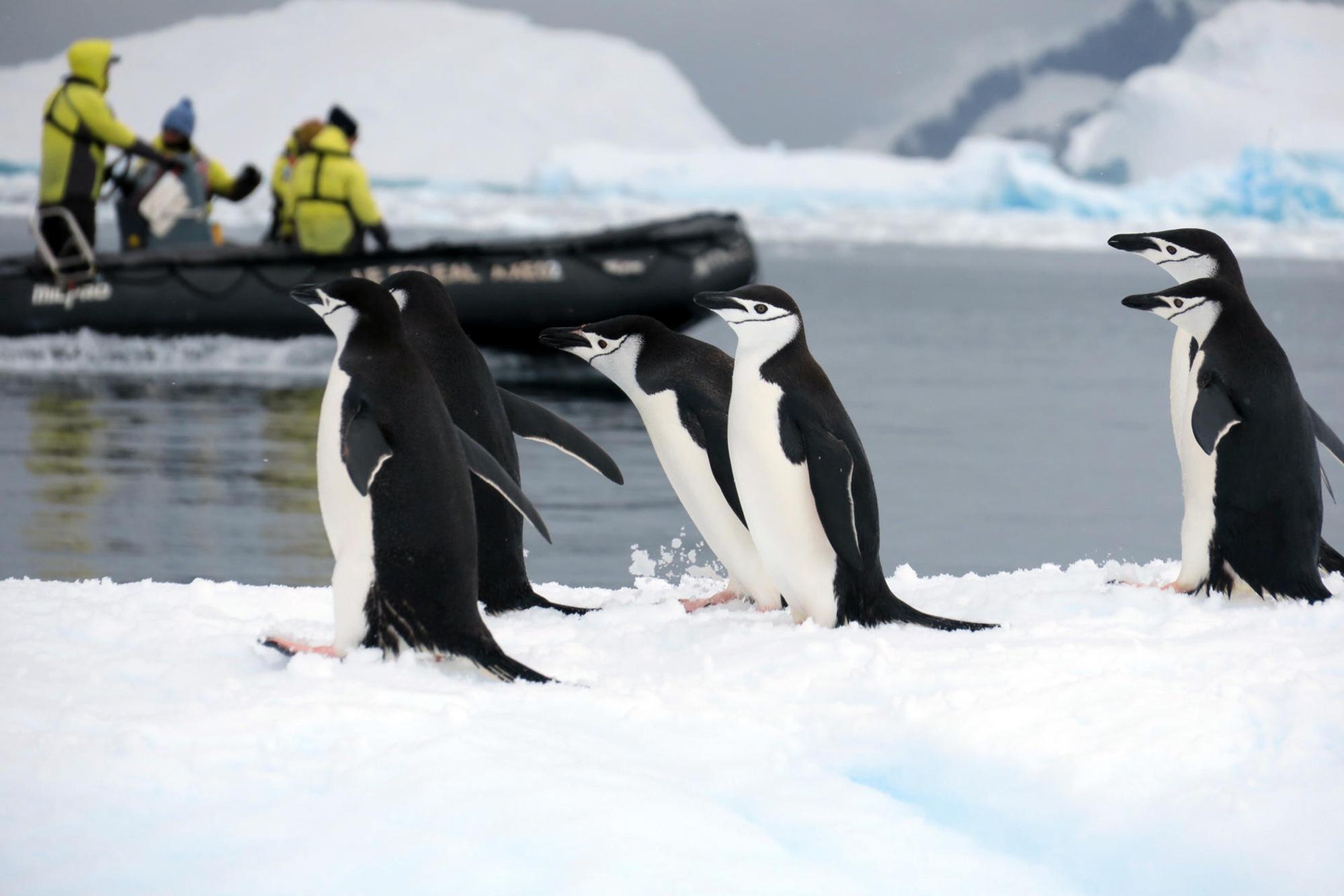 Pinguin_Schlauchboot_Antarktis_Symbol