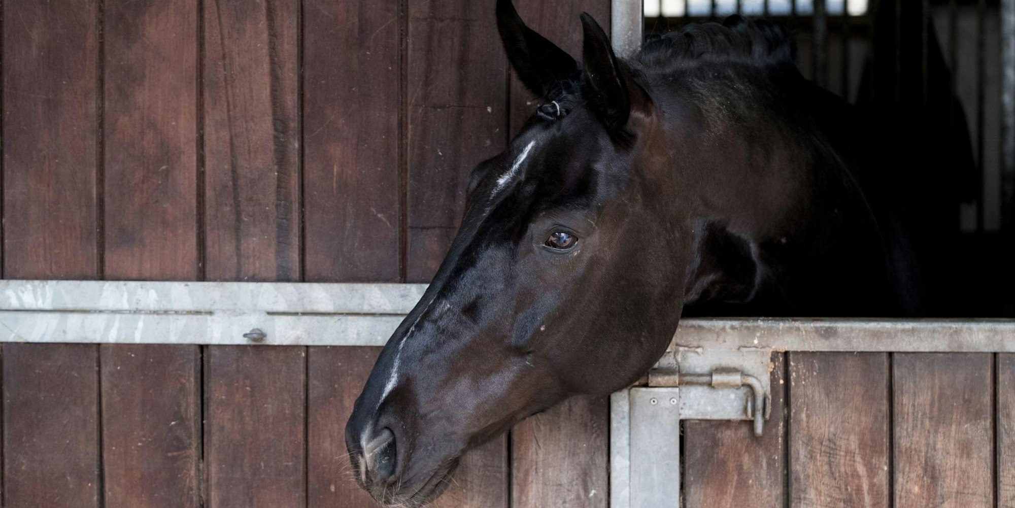 Pferd_Stall