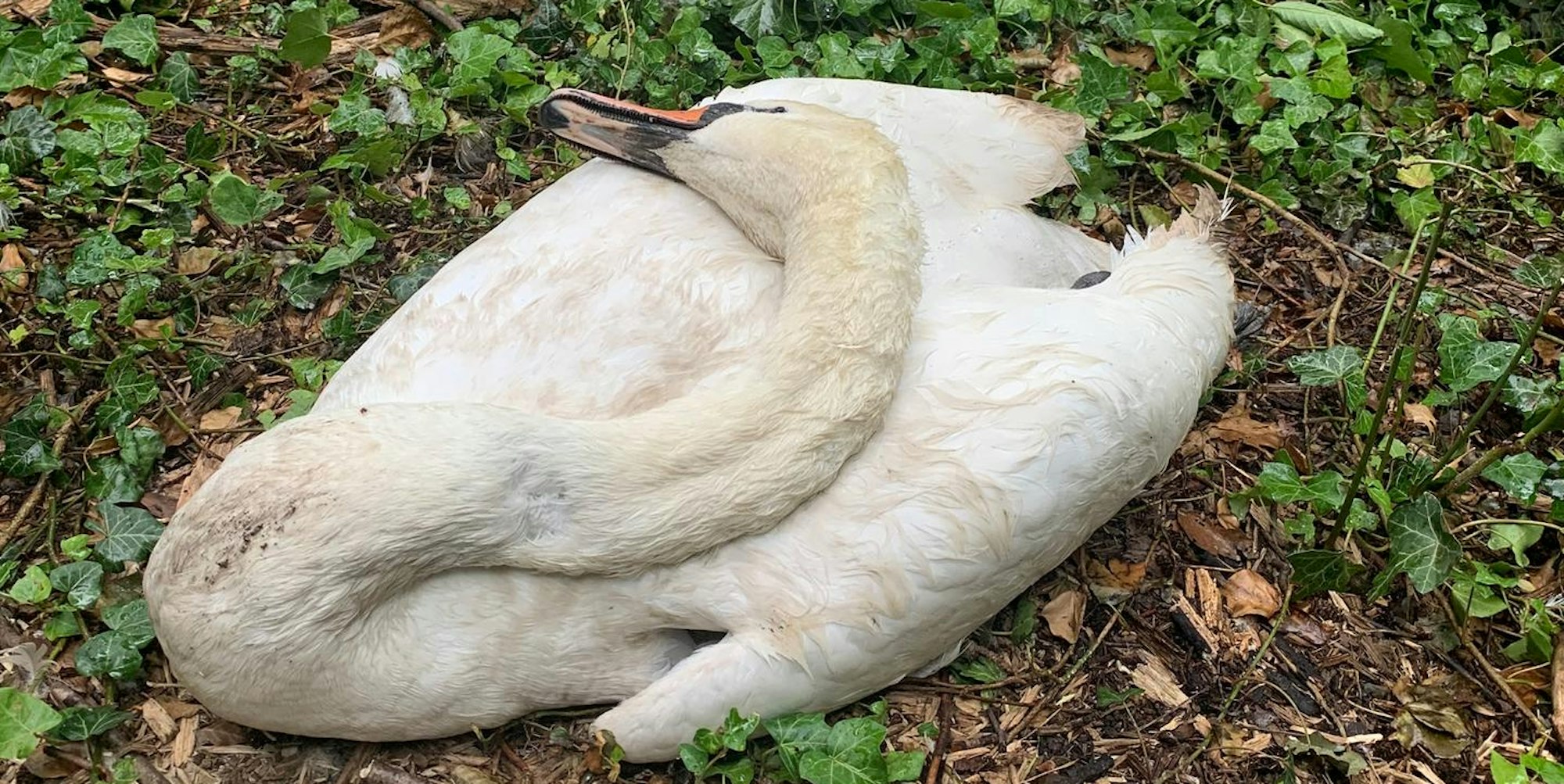 MediaPark Helena tot auf Insel 4. Juni 2020