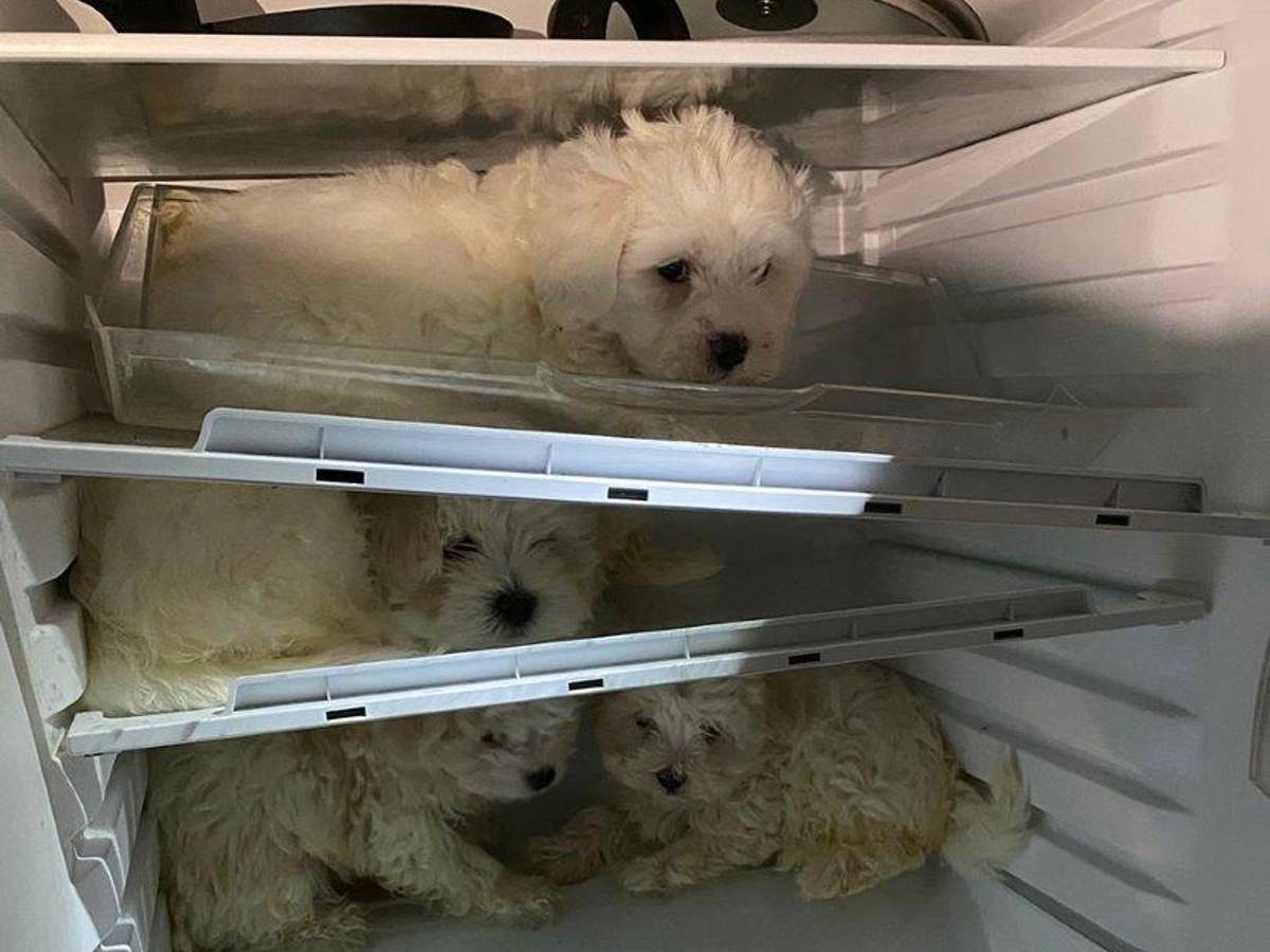 Köln: Verwahrloste Hundewelpen wurden in einem Kühlschrank in Chorweiler gefunden.