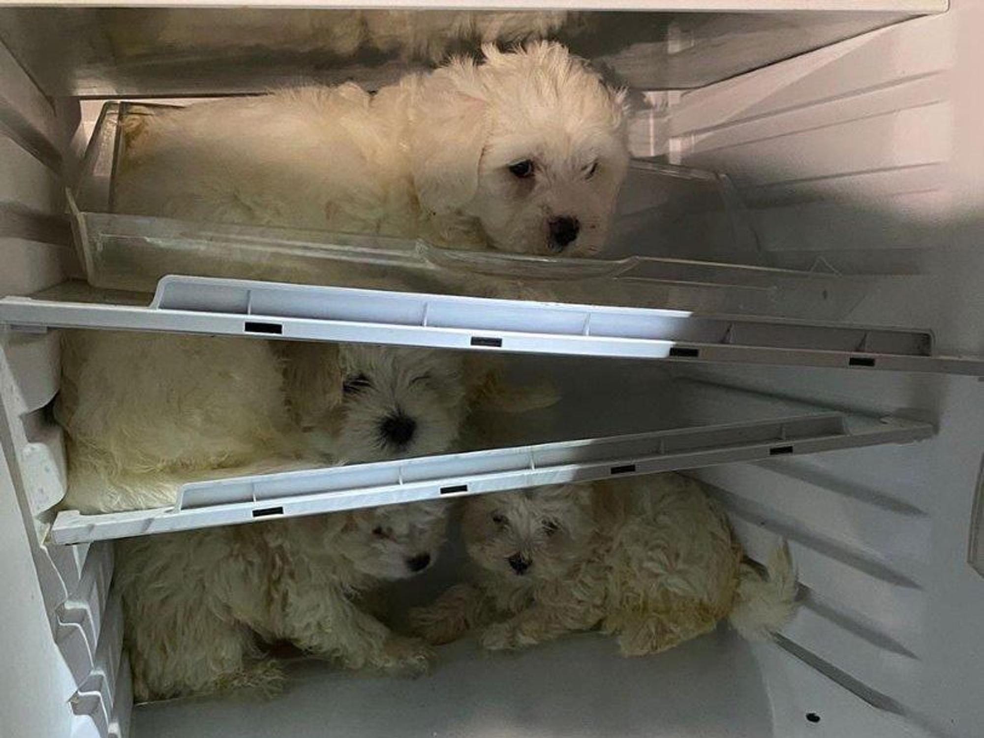 Köln: Verwahrloste Hundewelpen wurden in einem Kühlschrank in Chorweiler gefunden.