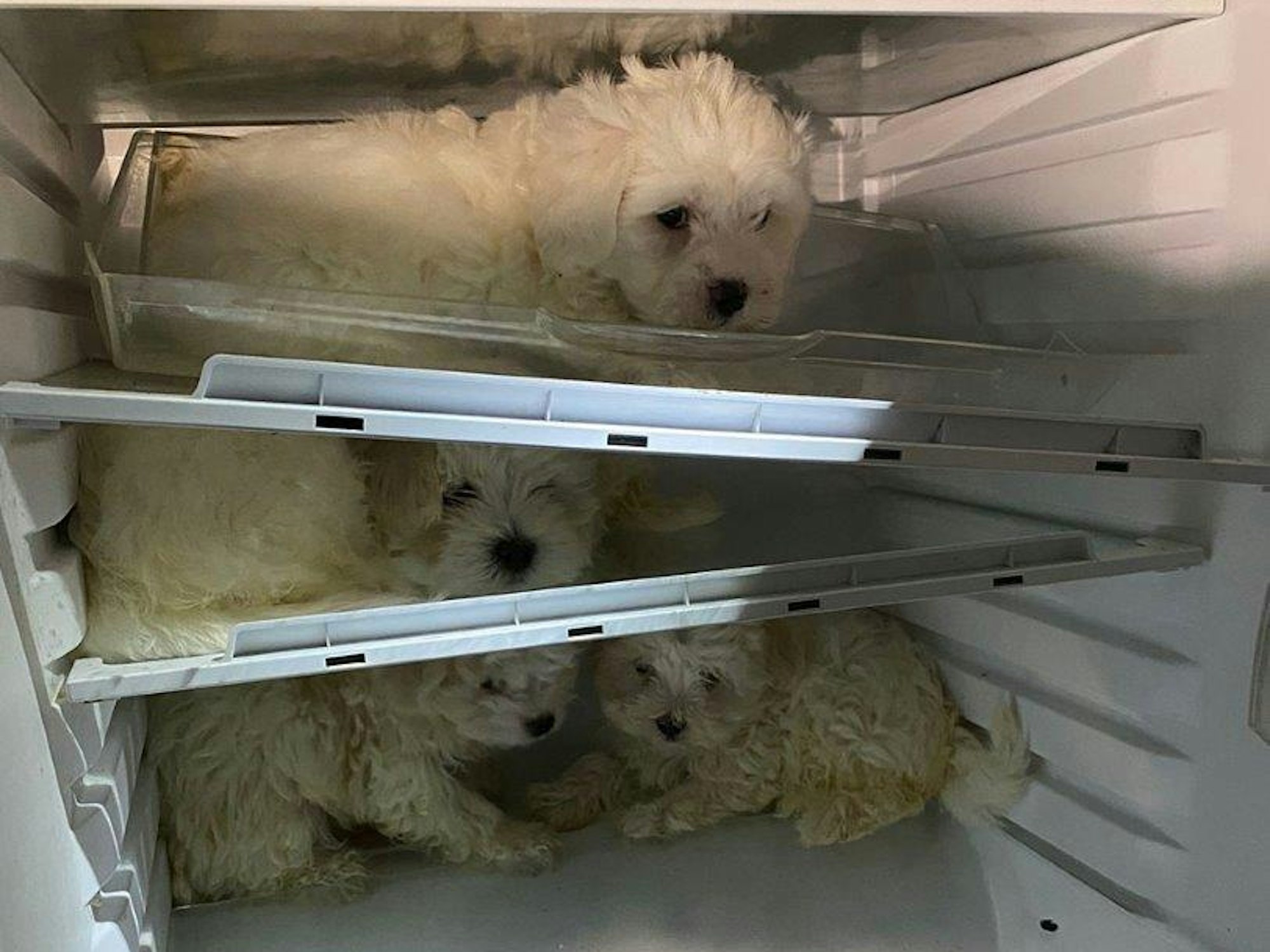 Köln: Verwahrloste Hundewelpen wurden in einem Kühlschrank in Chorweiler gefunden.