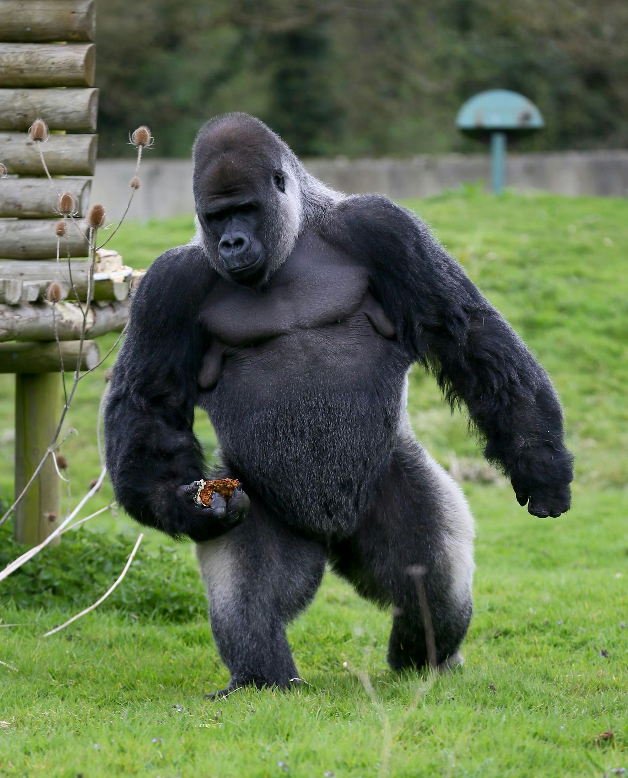 Gorilla_19022019