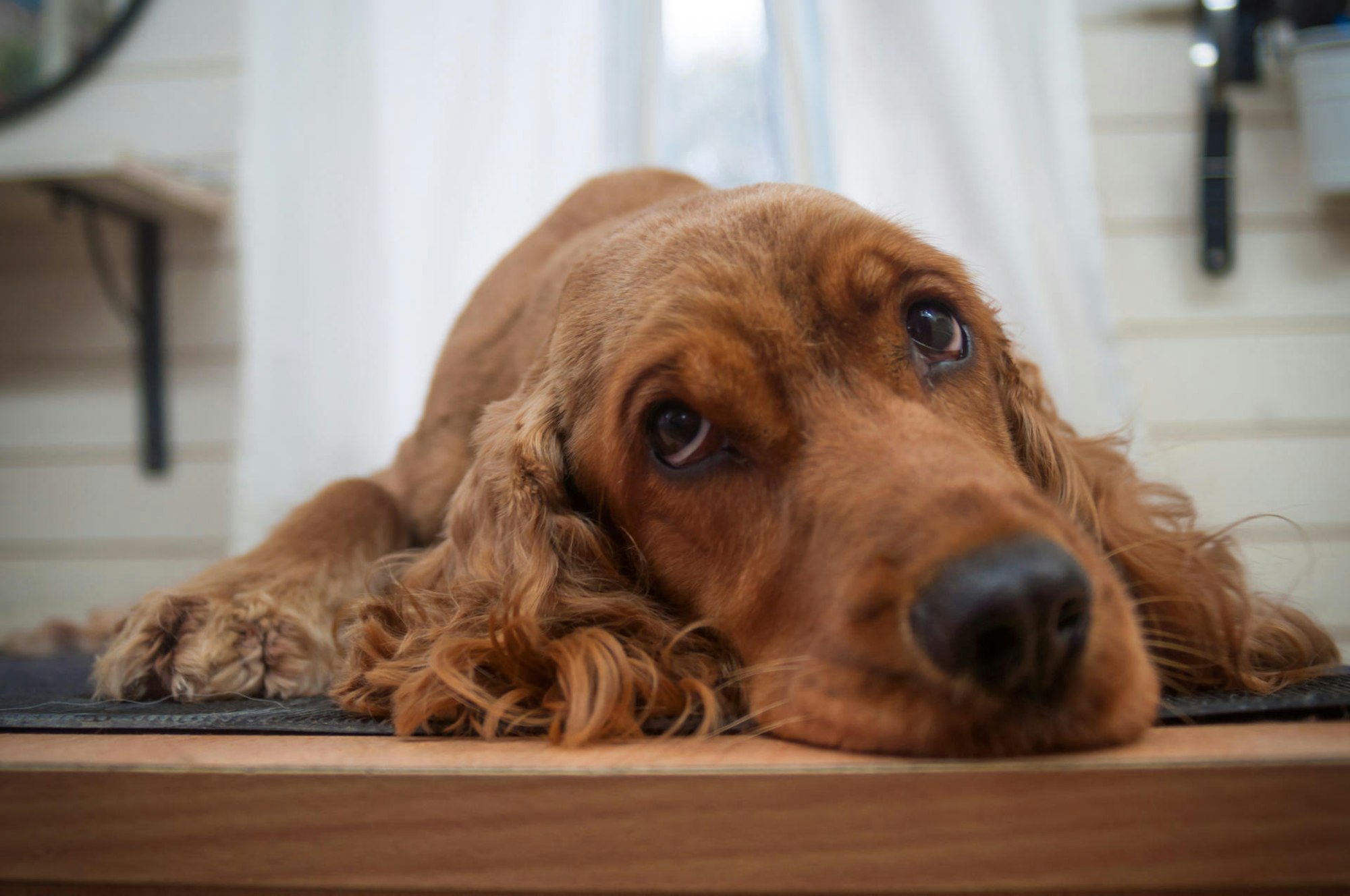 Cocker-Spaniel_Symbol