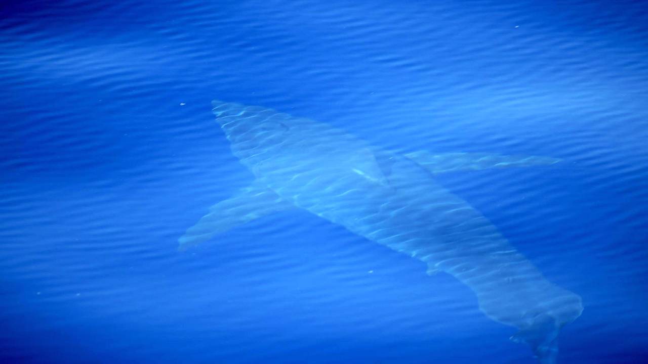 Weißer_Hai_Balearen