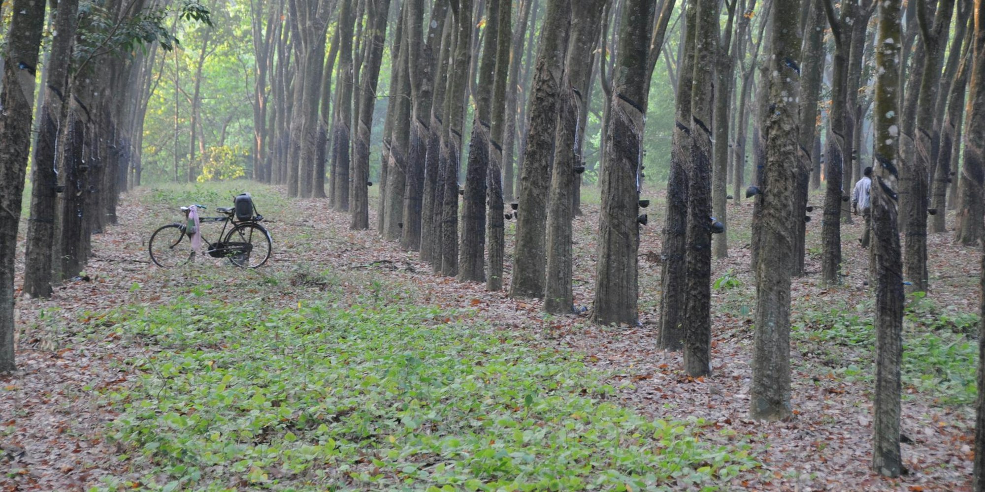 indien wald