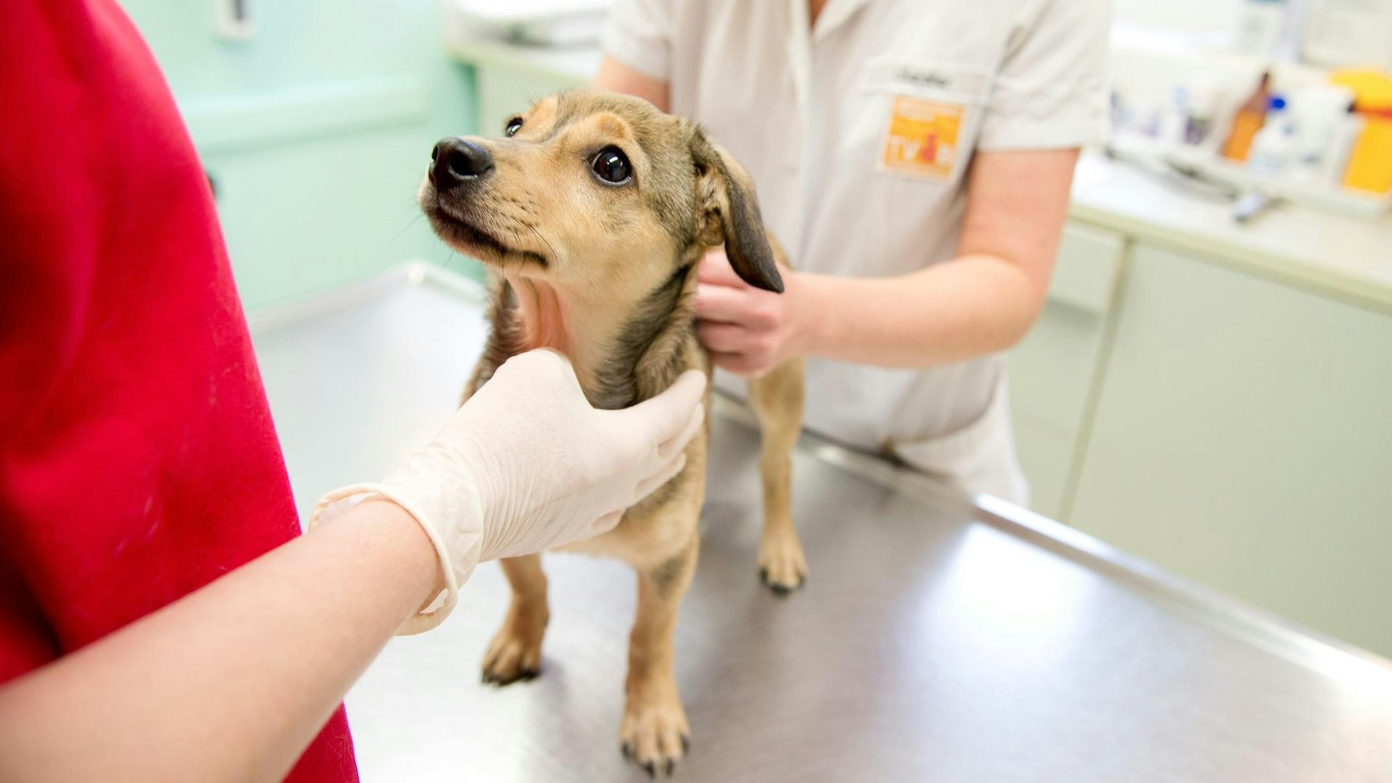 Ein Hund wird beim Tierarzt untersucht.