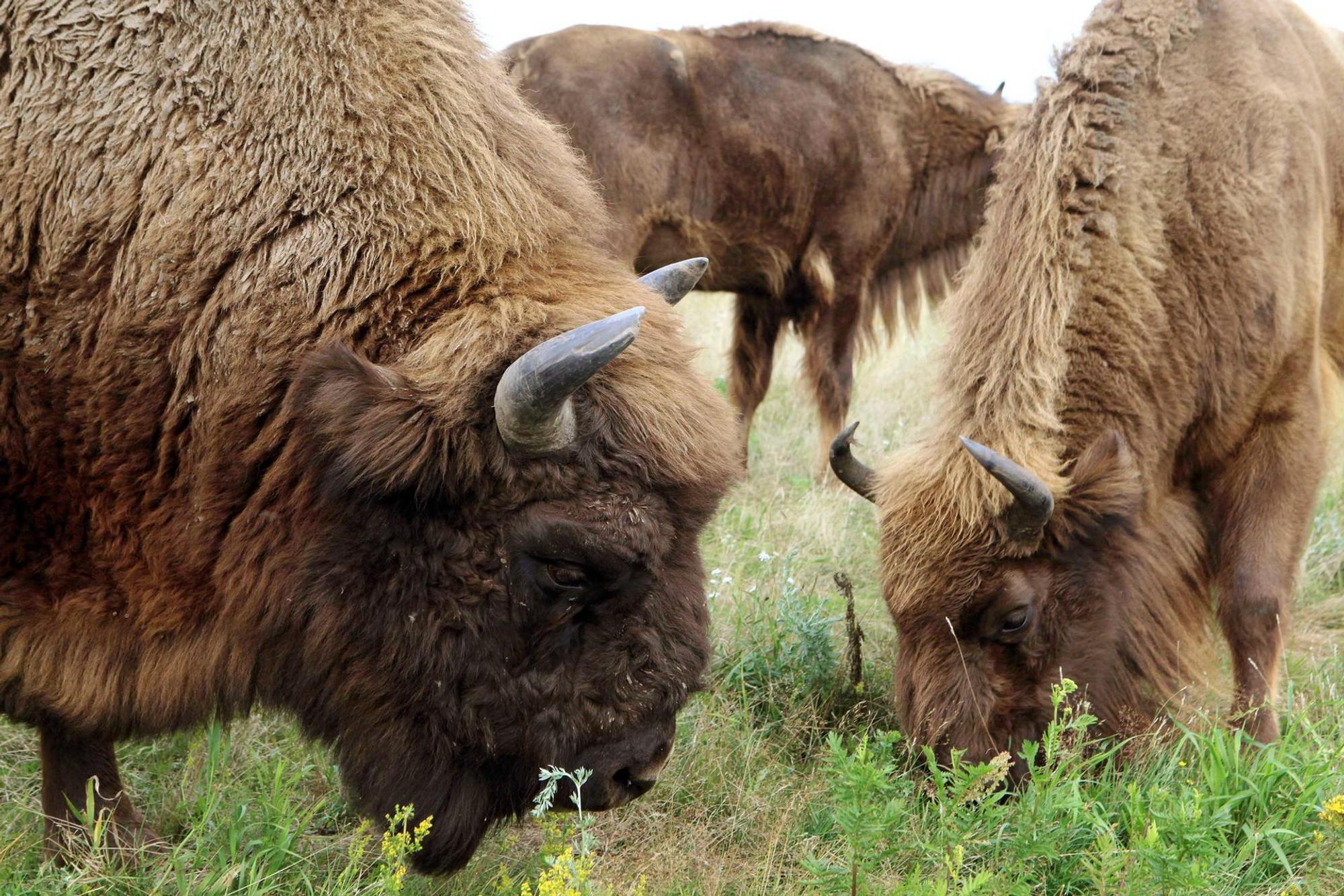 Bison_14022020