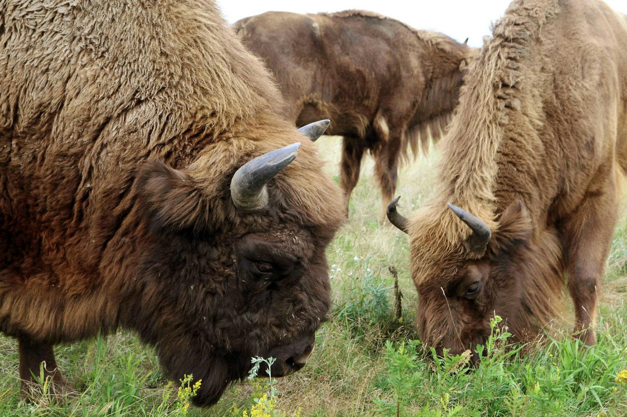 Bison_14022020