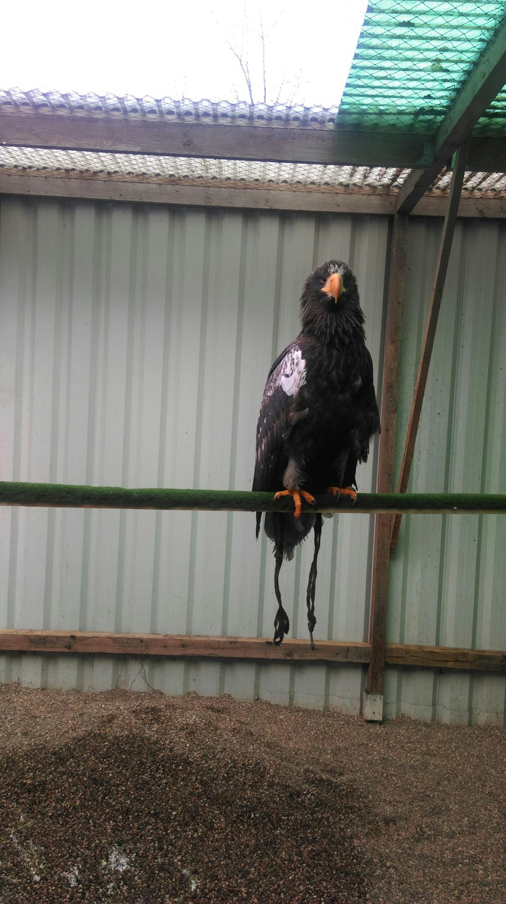 Riesenseeadler3