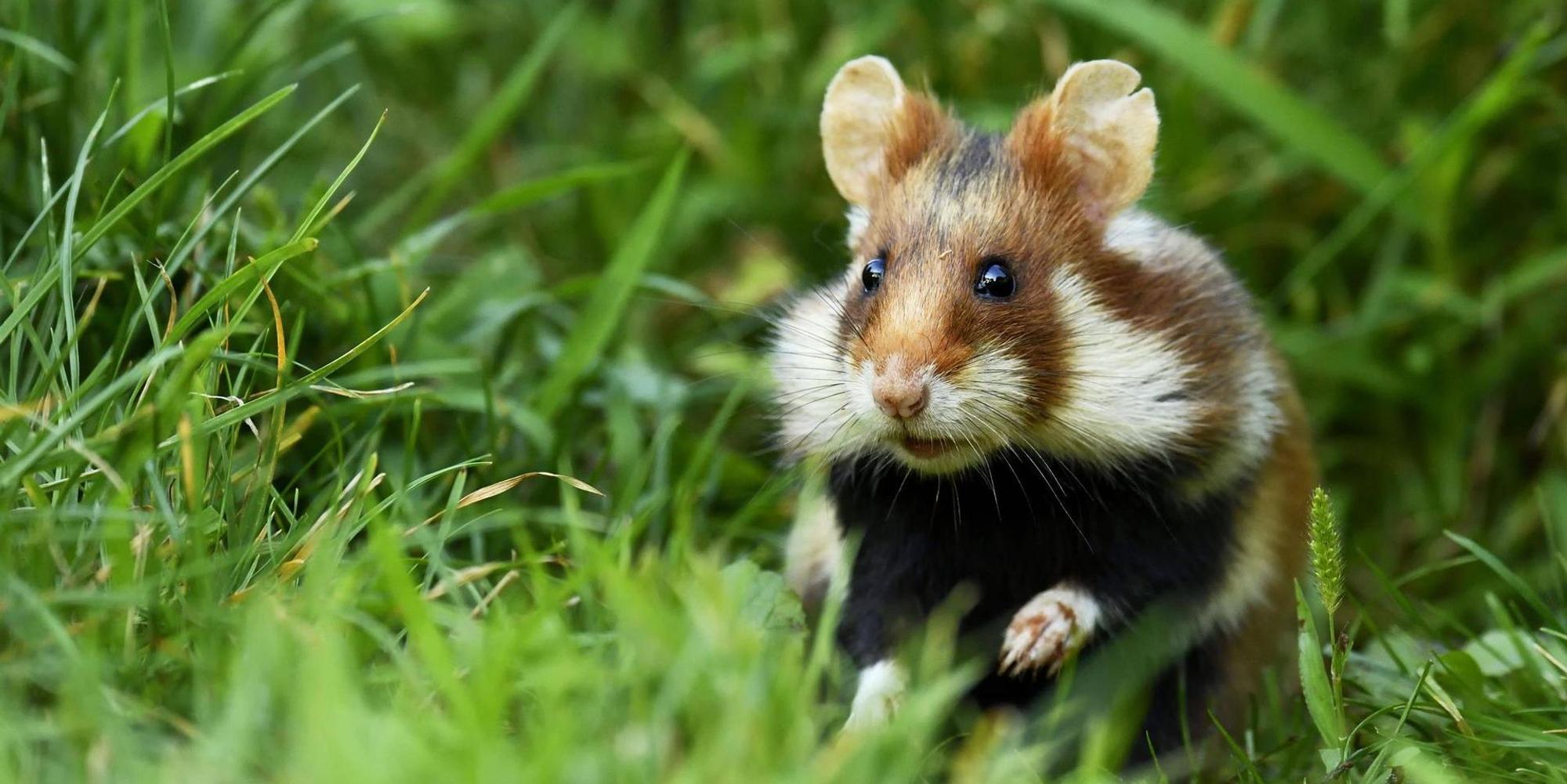 Hamster Symbolfoto Imago