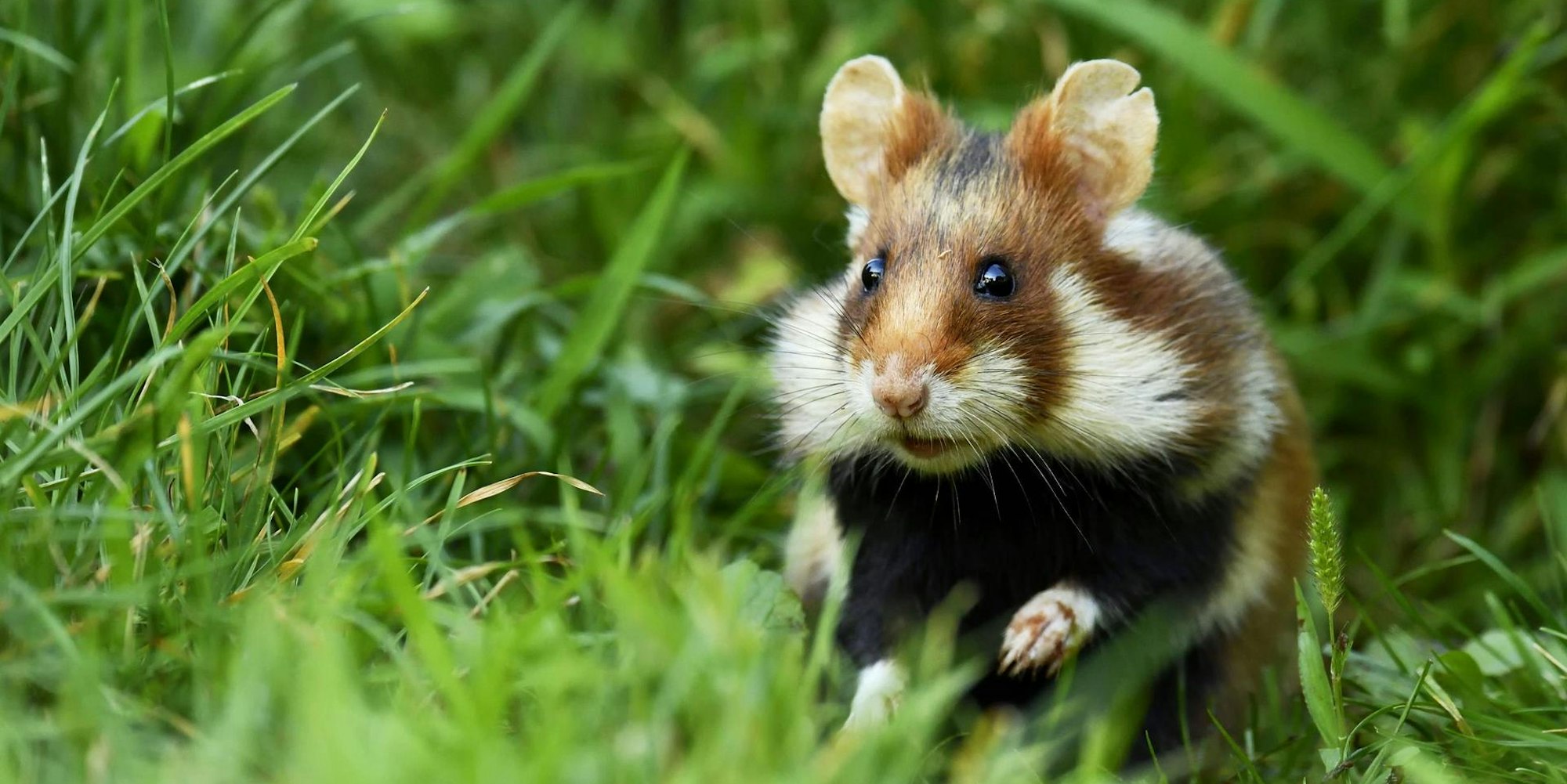 Hamster Symbolfoto Imago