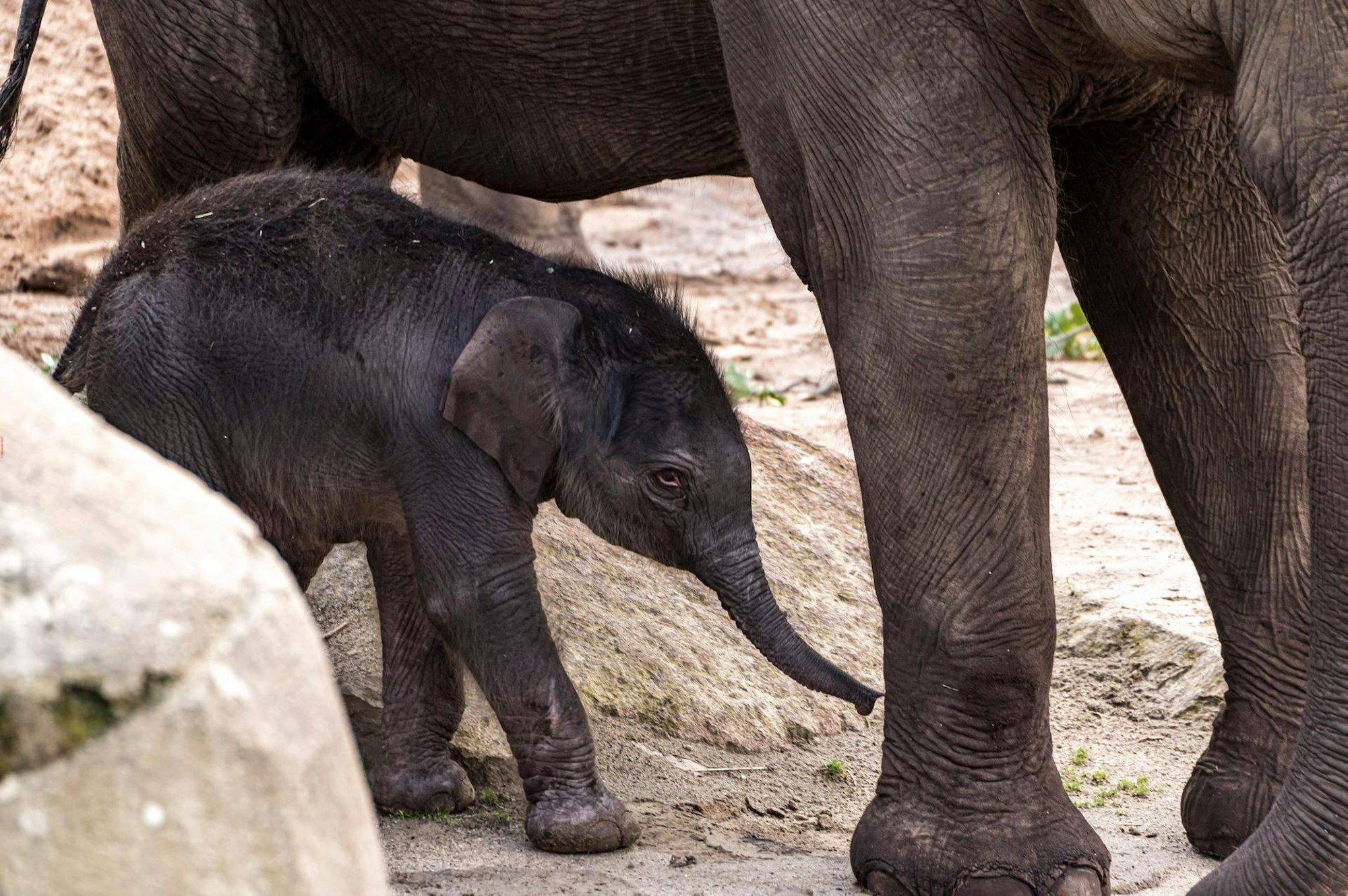 20200618-ARO-ElefantenbabyZoo-23