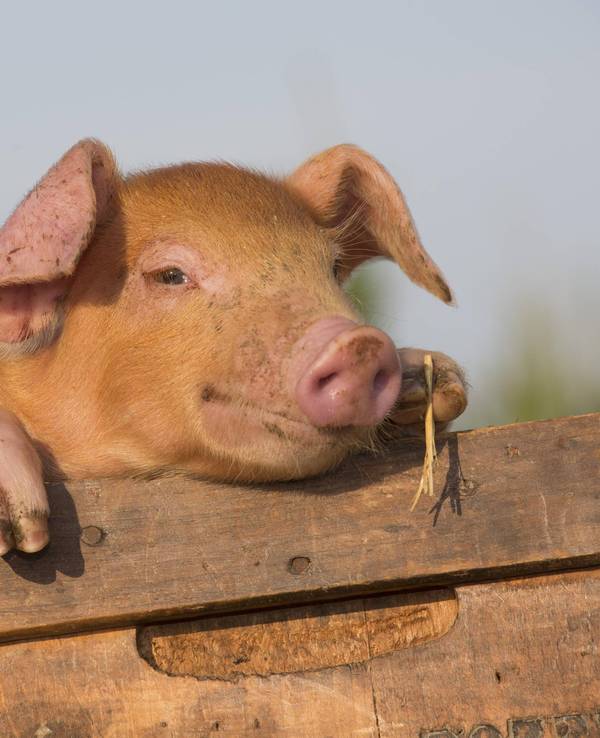 ferkel_schwein_imago