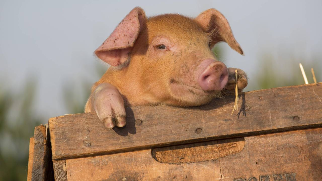 ferkel_schwein_imago