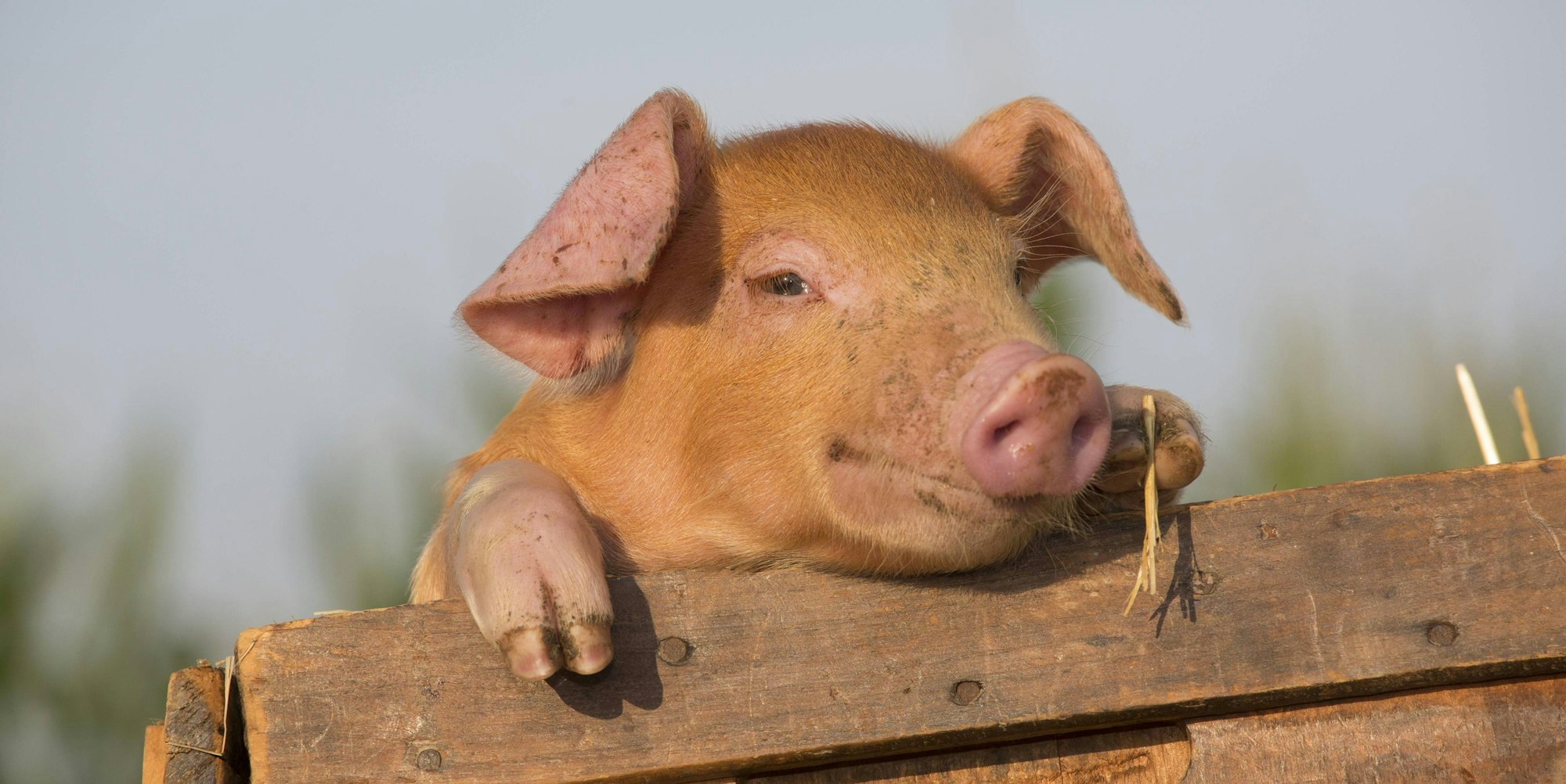 ferkel_schwein_imago