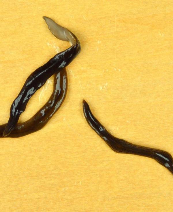 Fleischfressender_Wurm
