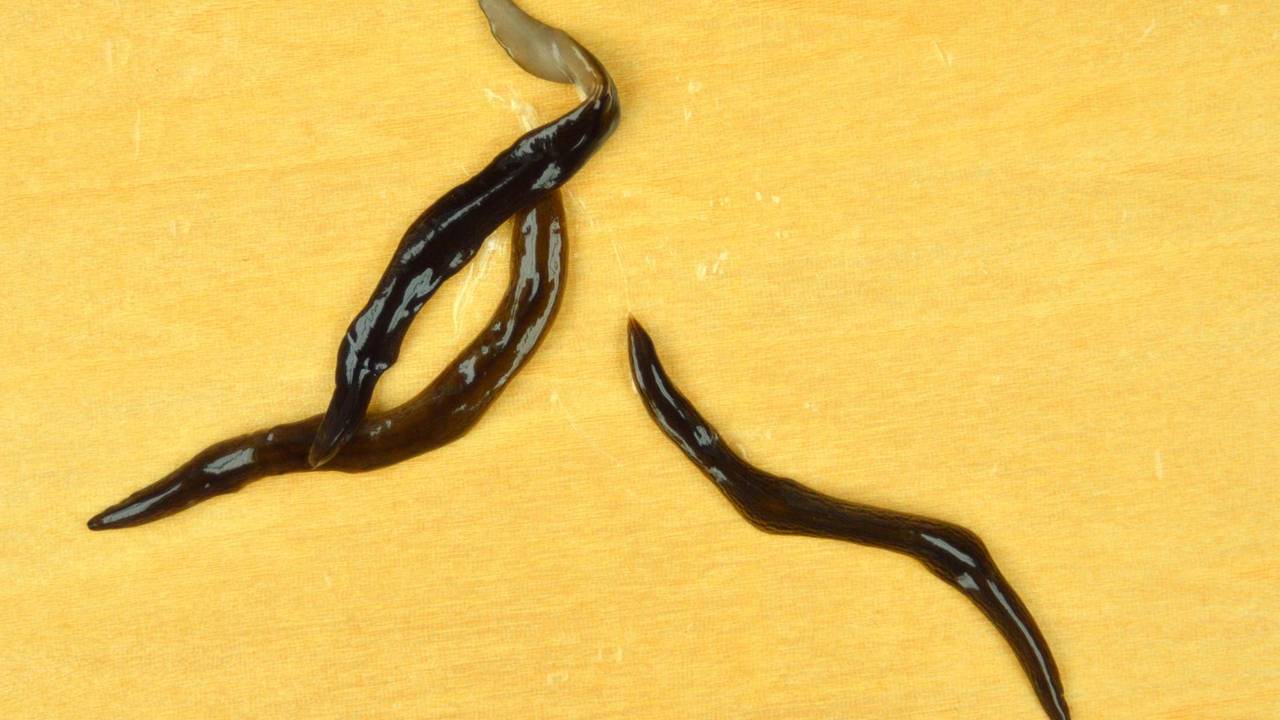Fleischfressender_Wurm