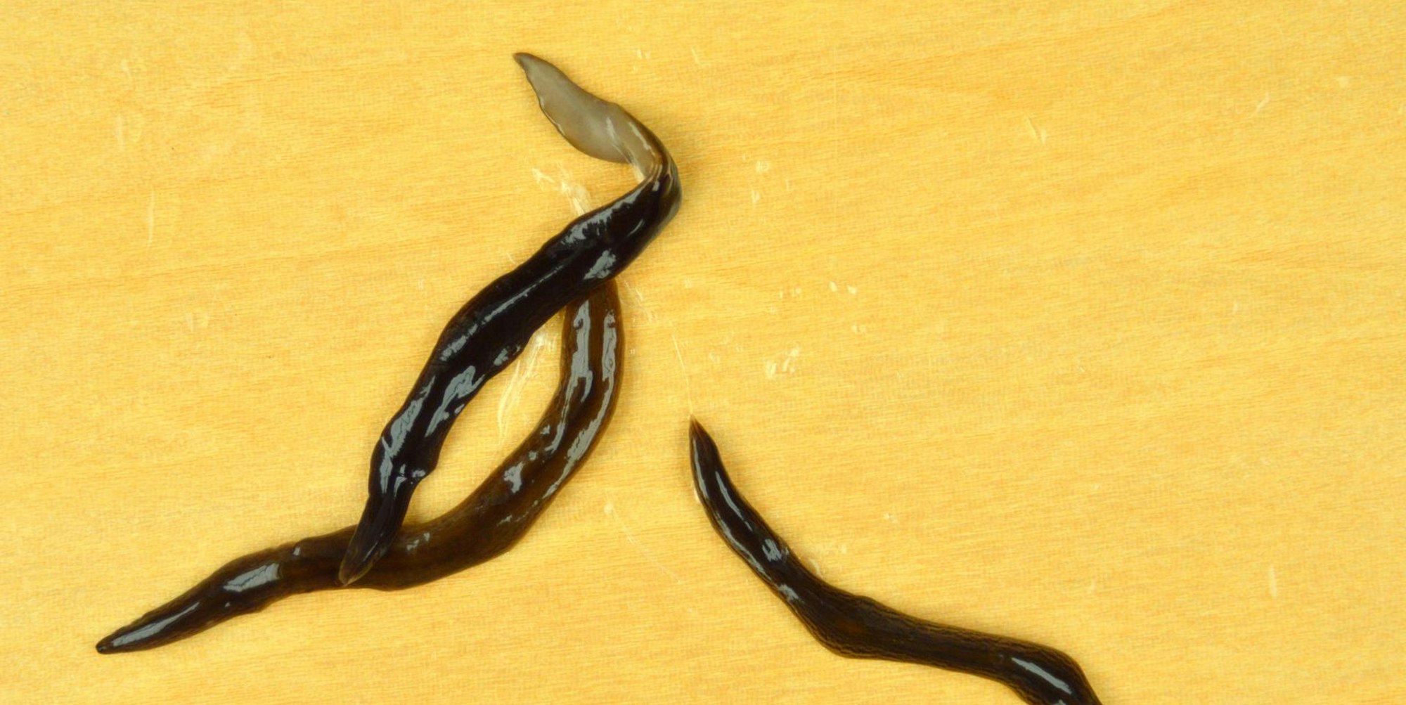 Fleischfressender_Wurm