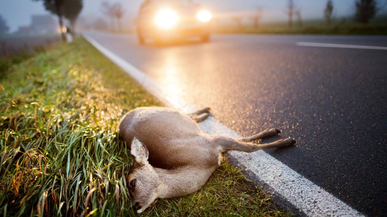 Ein totes Reh liegt nach der Kollision mit einem Auto am Straßenrand.