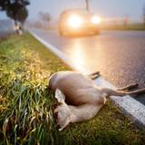 Ein totes Reh liegt nach der Kollision mit einem Auto am Straßenrand.