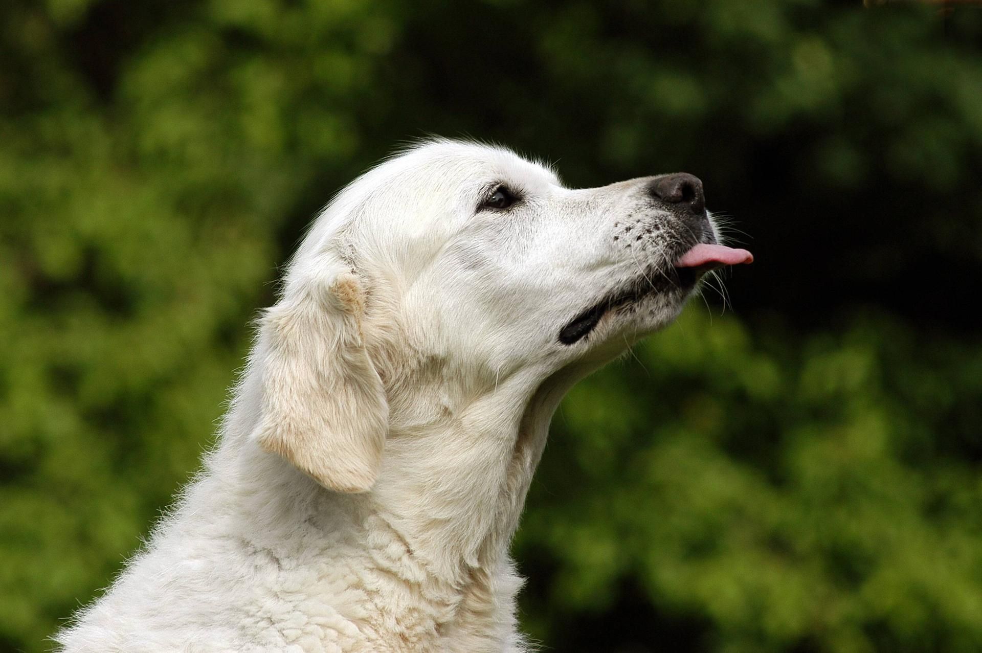 Oralsex mit Hund