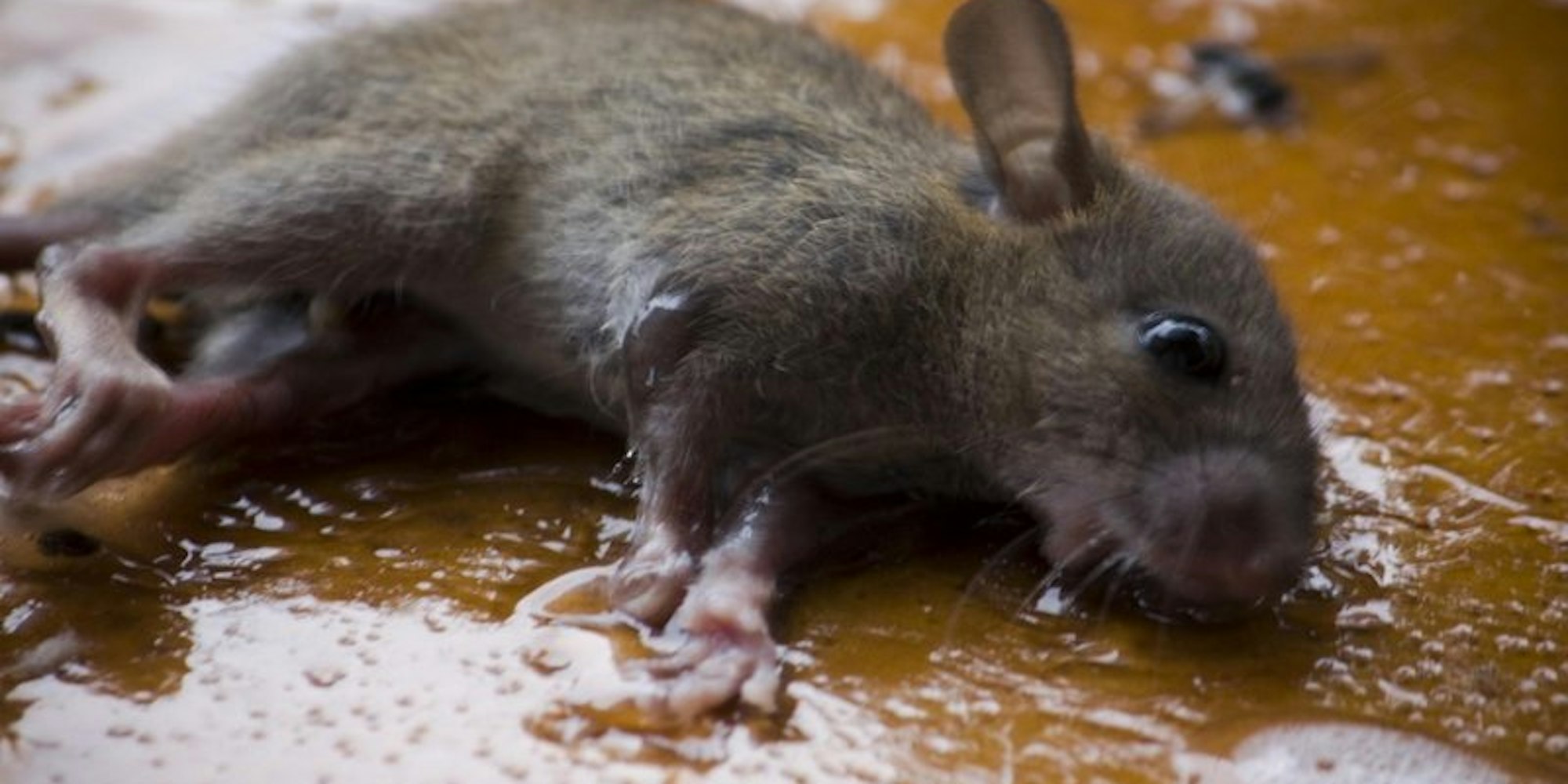 Klebefalle für Mäuse