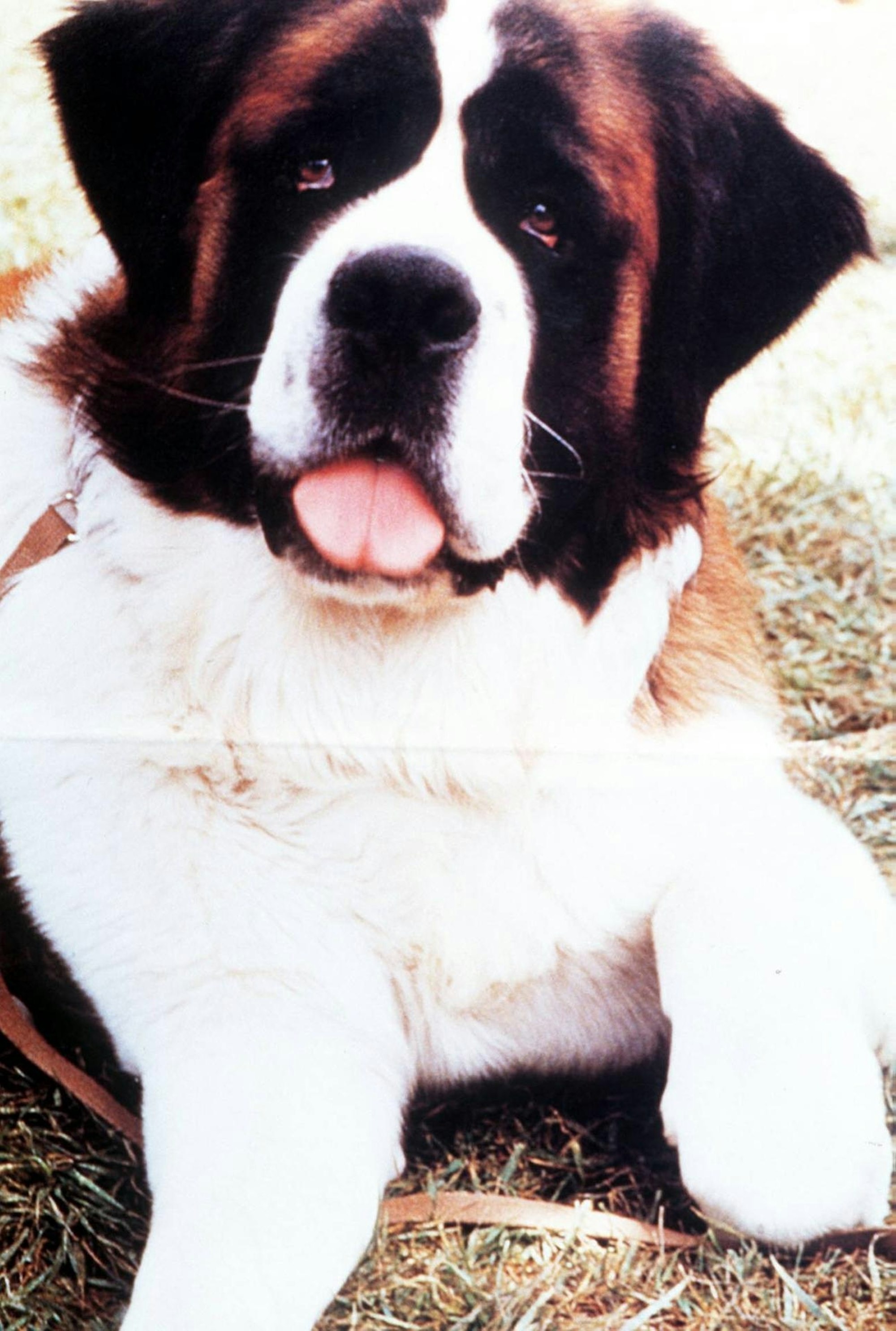 Beethoven Hund