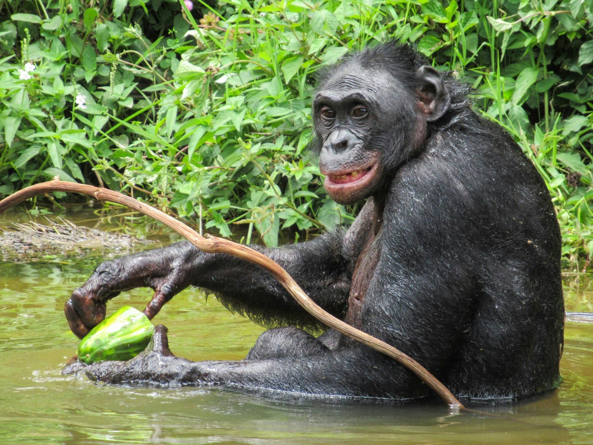 Bonobo